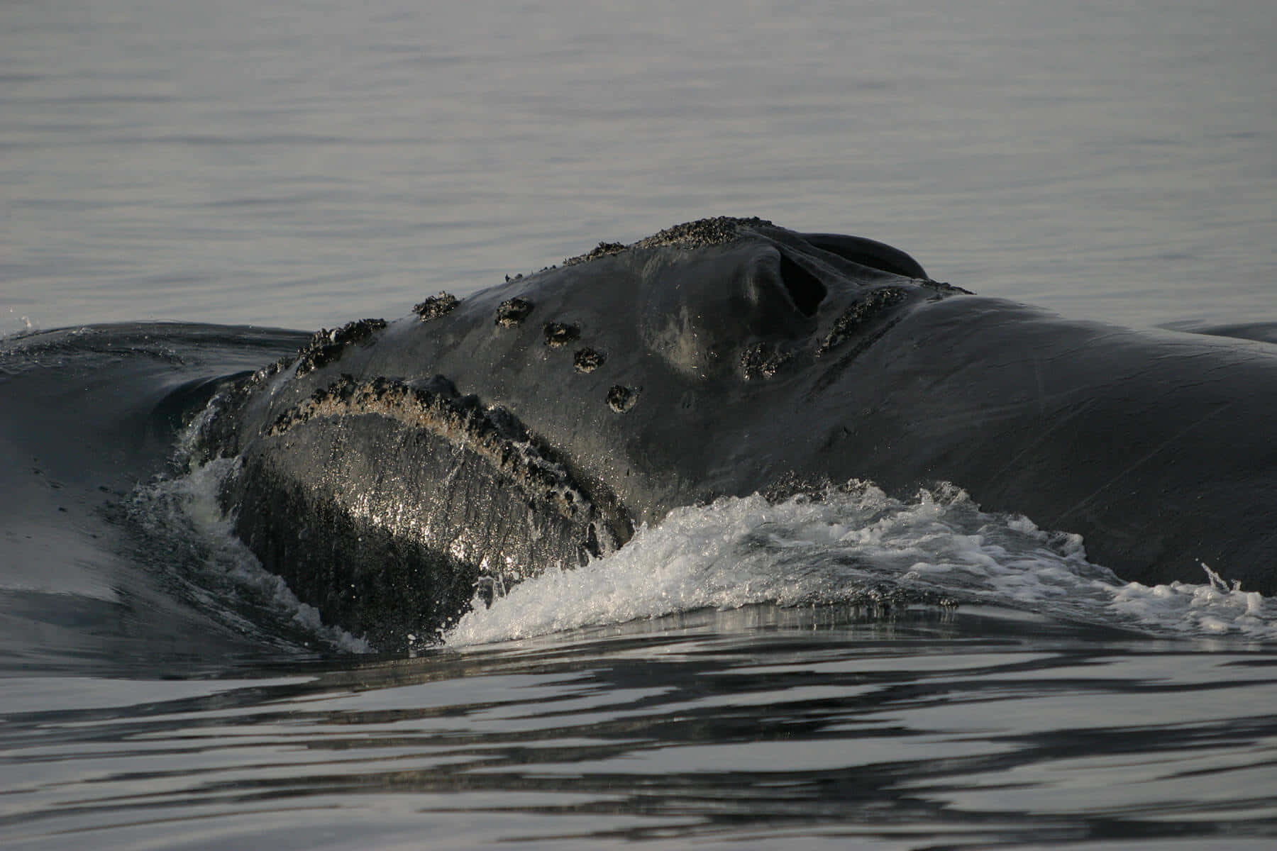 Right Whale, calm gray ocean, massive dark head, HD Desktop Wallpaper