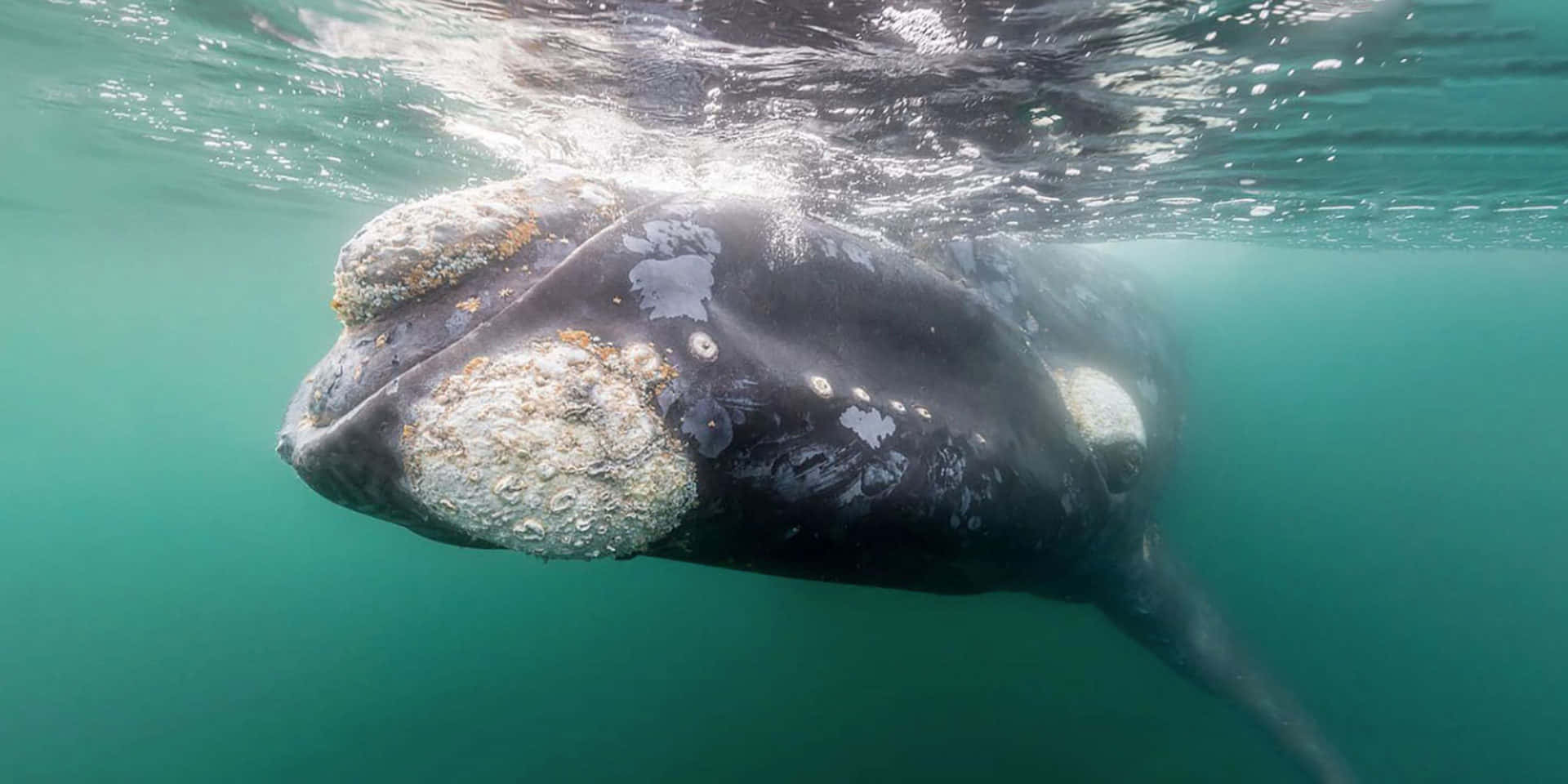 Right Whale, gray whale, barnacles, Full HD Desktop Wallpaper