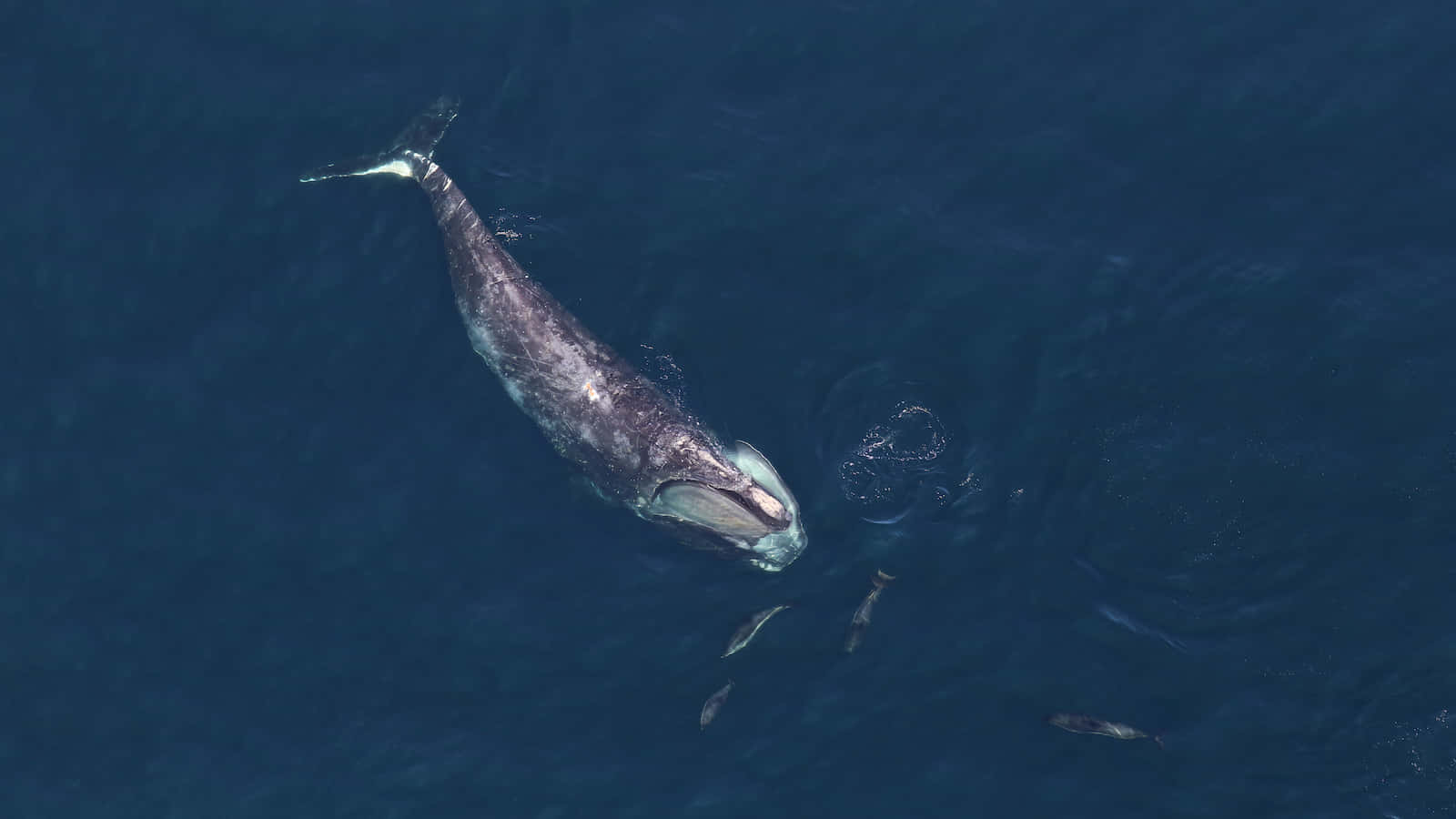 Right Whale, aerial view, deep blue ocean waters, HD Desktop Wallpaper