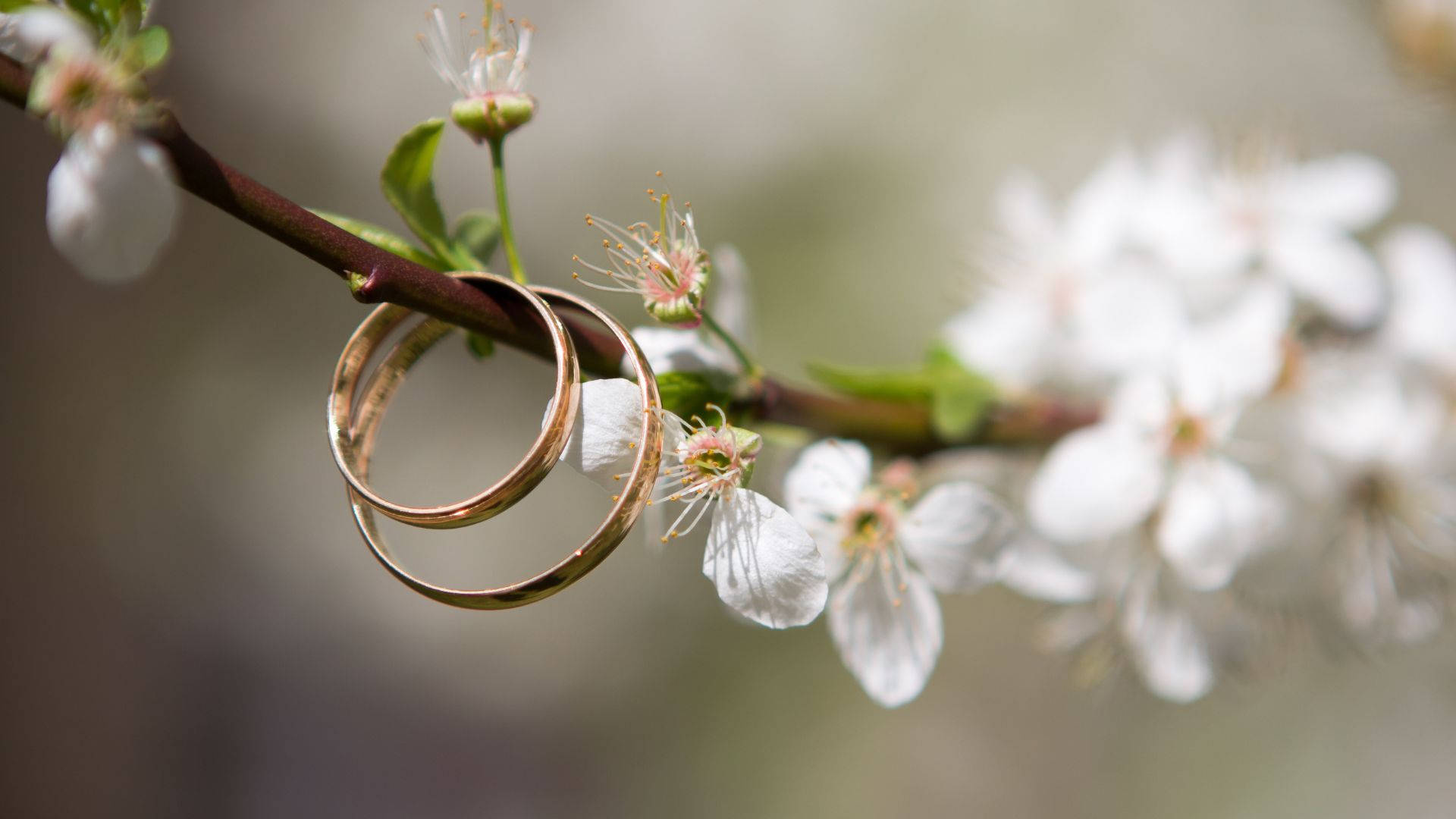 hanging wedding ring, gold wedding rings, cherry branch, Full HD Desktop Wallpaper