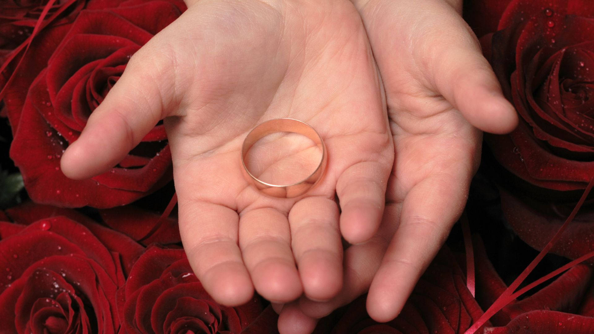 rose gold wedding ring, deep red roses, dewdrops, Full HD Desktop Wallpaper