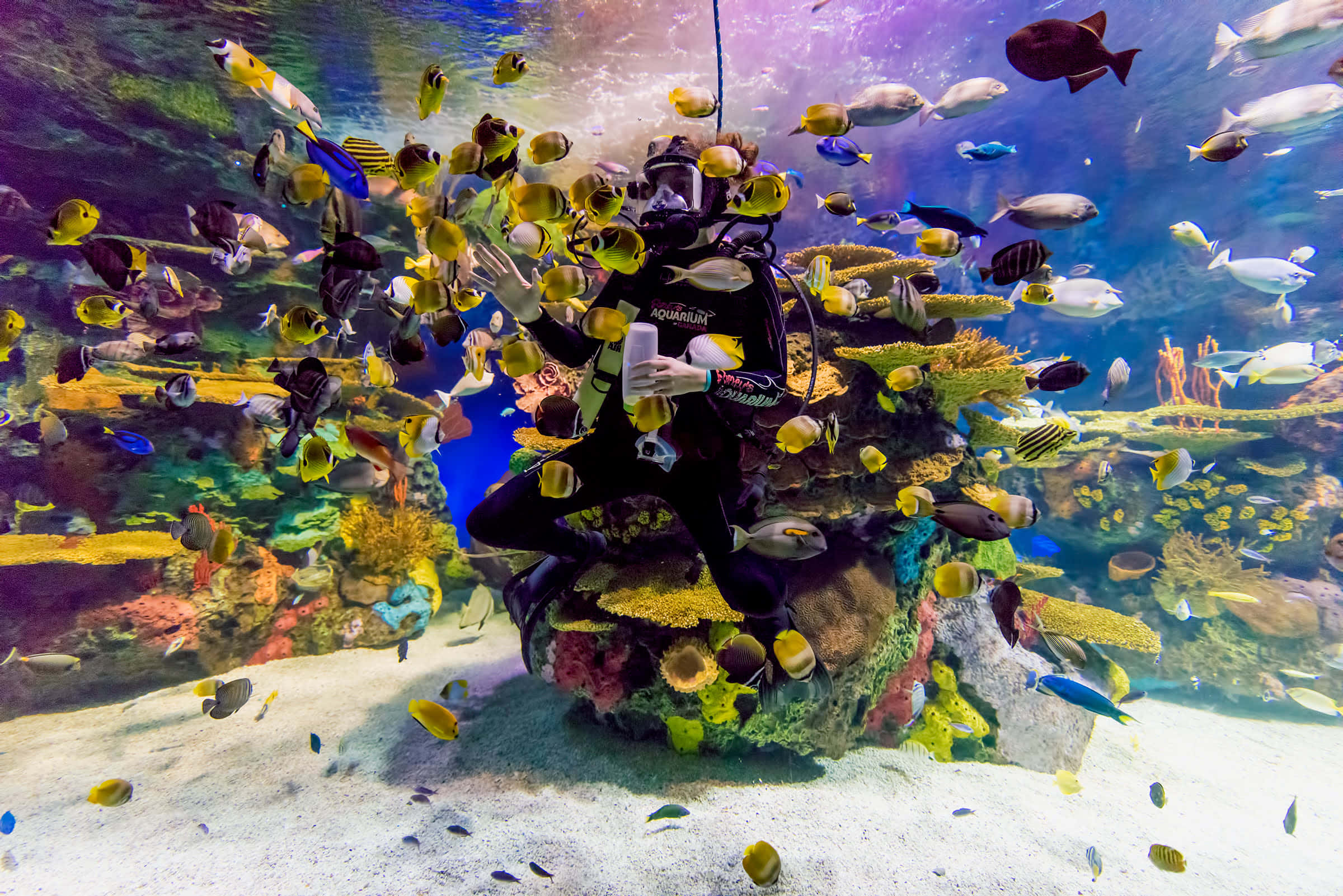 diver, coral reef, tropical fish, Full HD Desktop Wallpaper