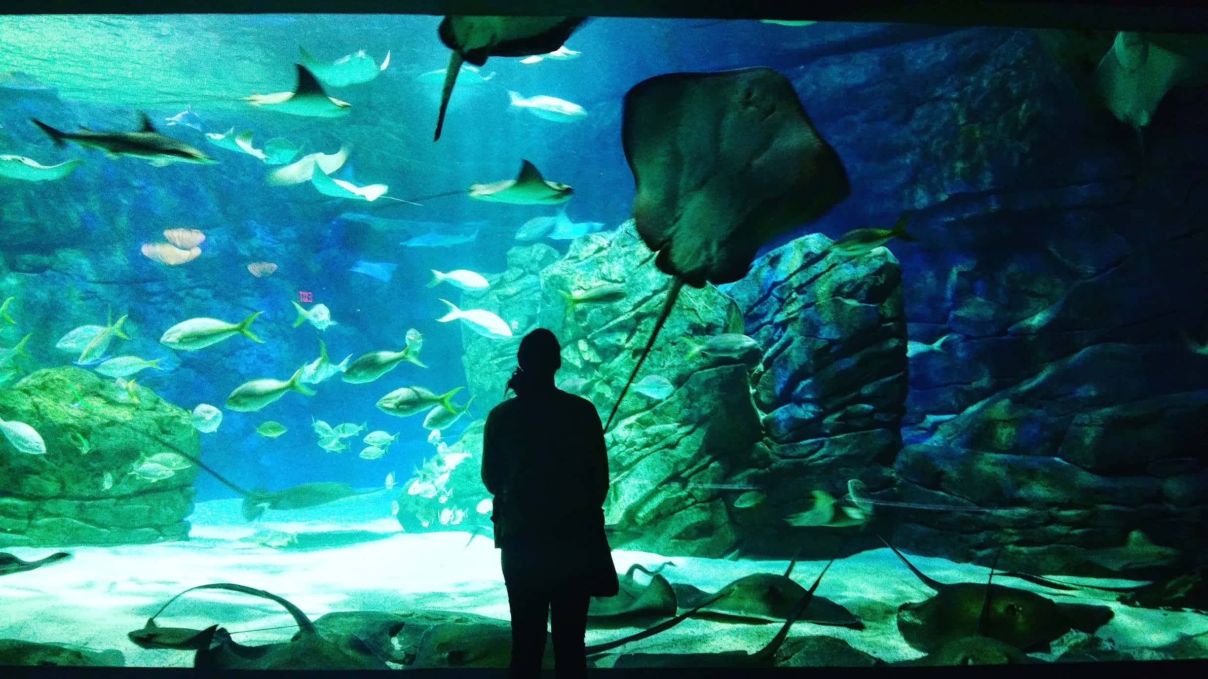 Ripley’s Aquarium, silhouetted person, massive aquarium, Full HD Desktop Wallpaper