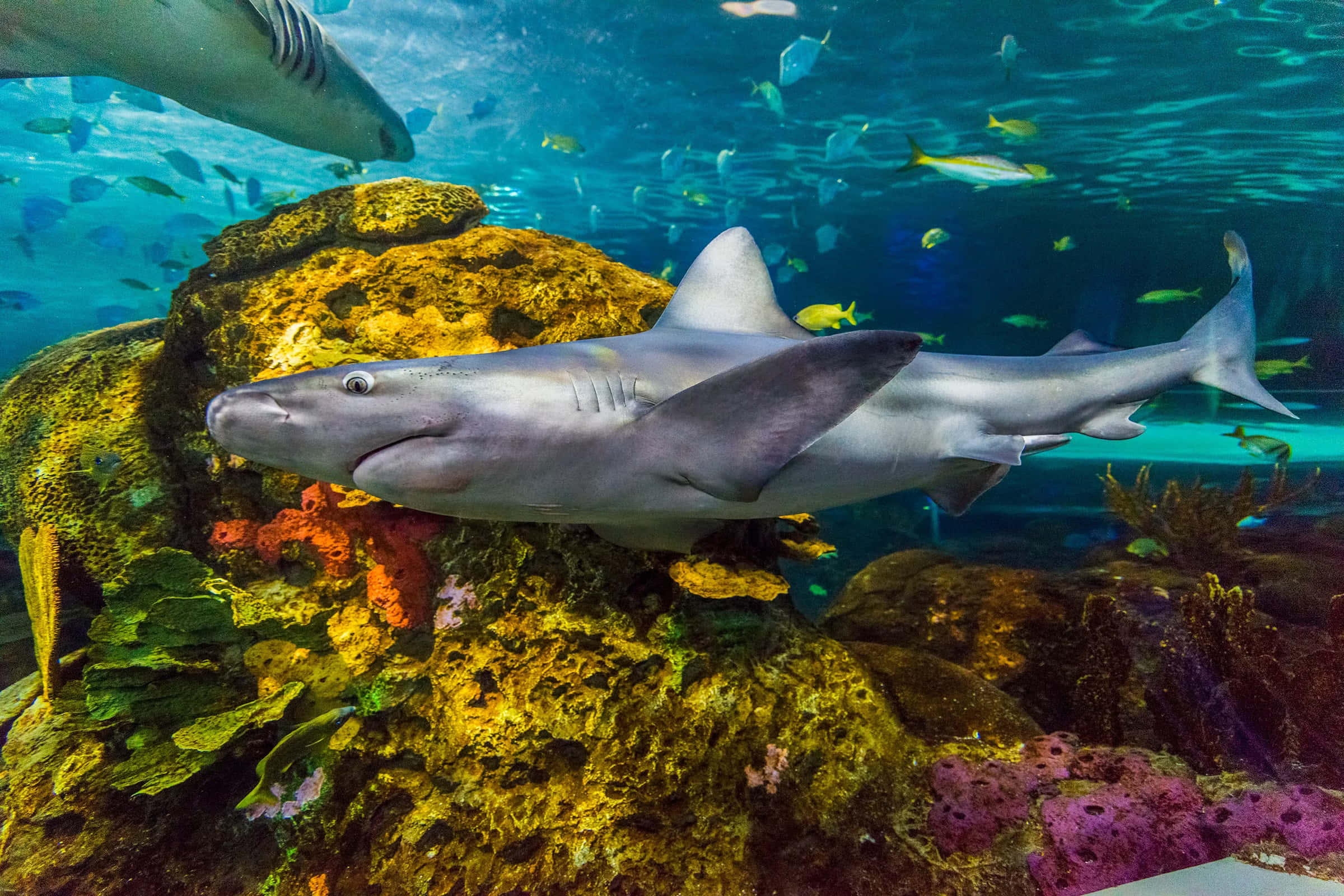 shark, coral, colorful fish, Full HD Desktop Wallpaper