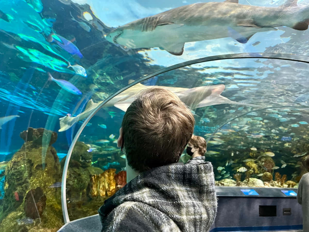 child, sharks, colorful fish, SD Desktop Wallpaper