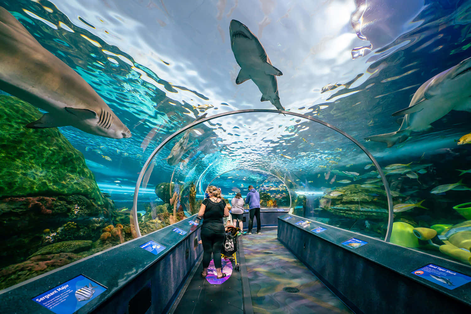Ripley’s Aquarium, shark tunnel experience, curved glass tunnel, HD Desktop Wallpaper