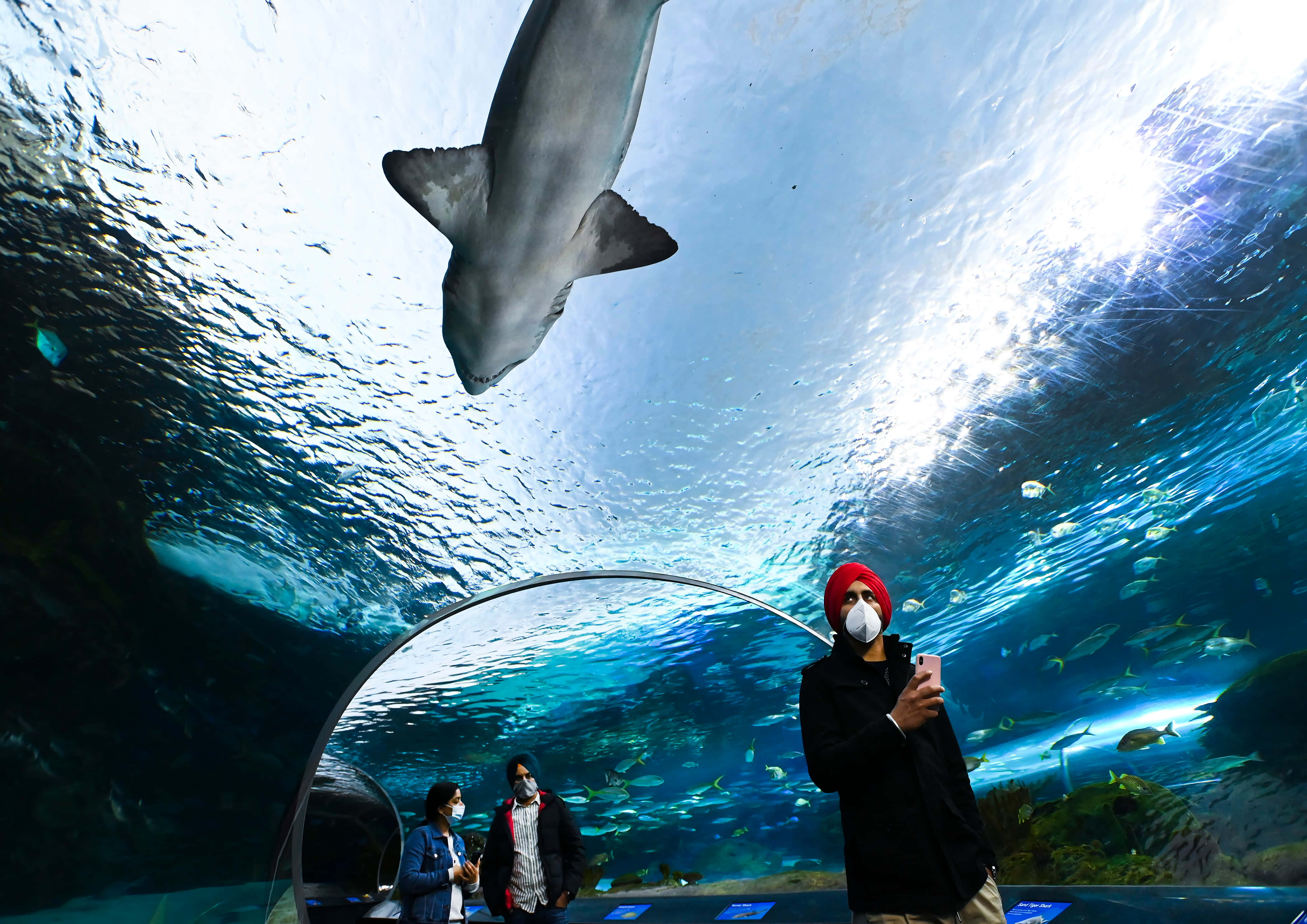 shark, overhead, Ripley’s Aquarium, 4K Desktop Wallpaper