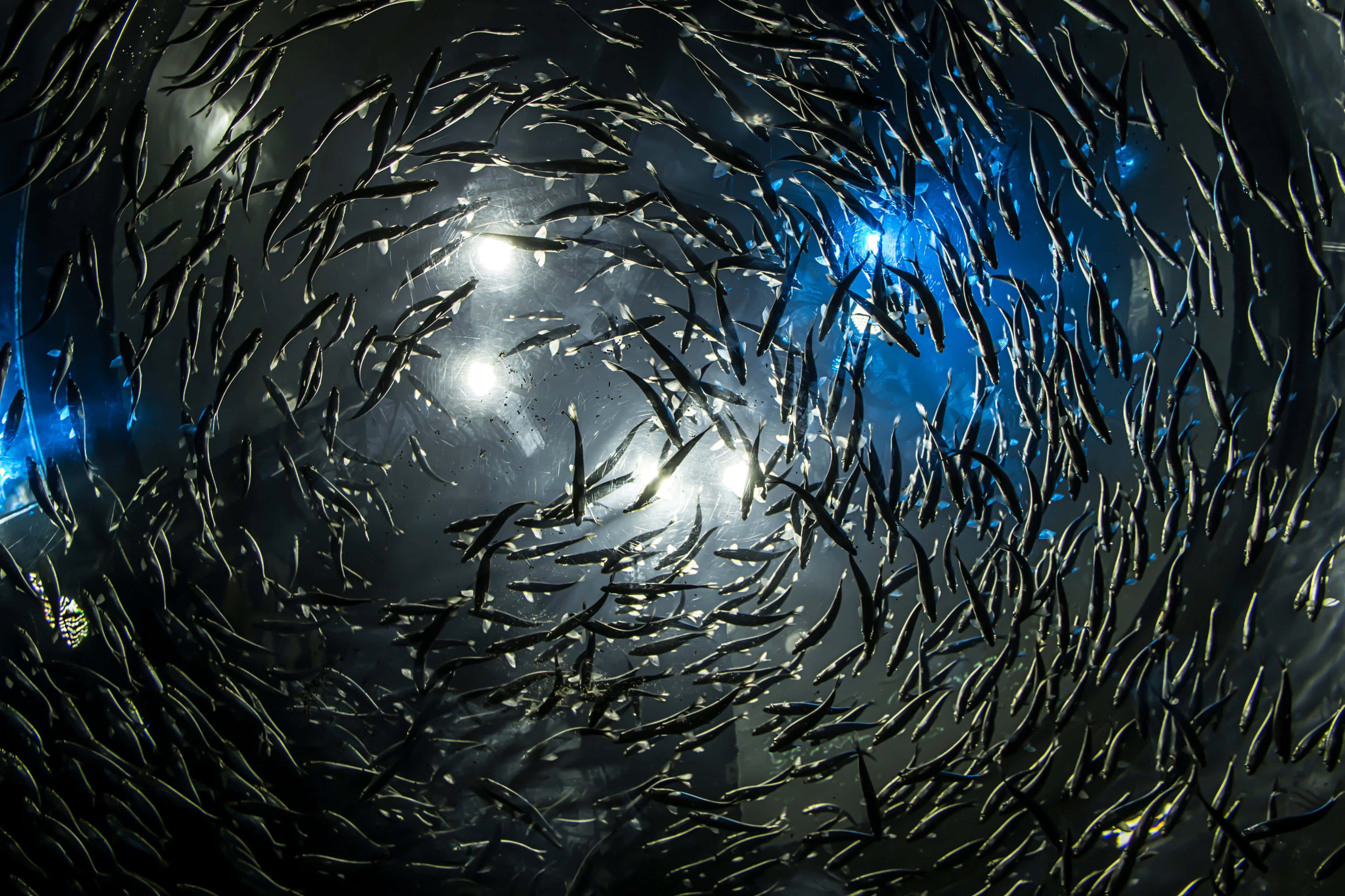 school of fish, silvery fish, dark blue underwater tunnel, 4K Desktop Wallpaper