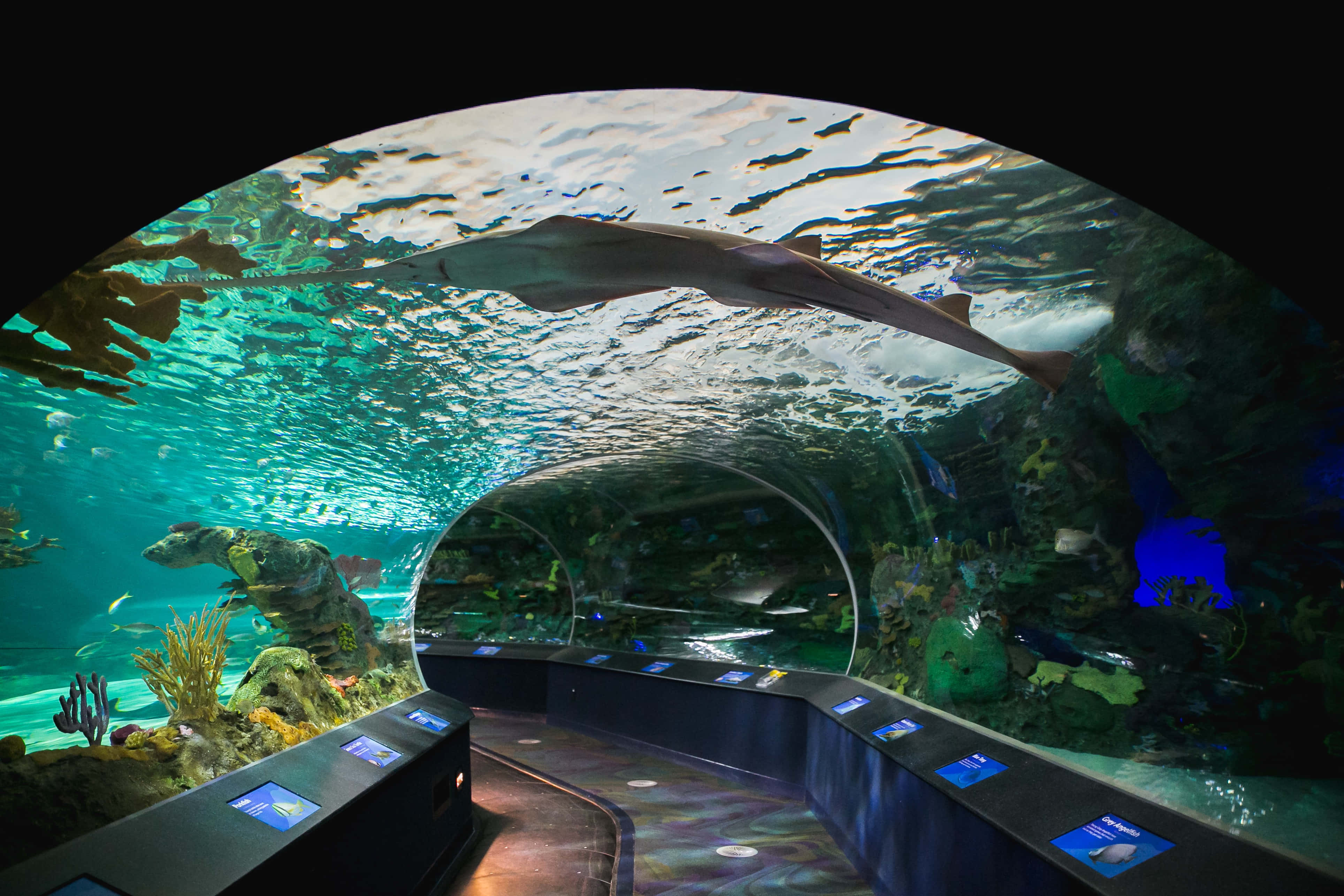 Ripley’s Aquarium, underwater tunnel, shark, 4K Desktop Wallpaper