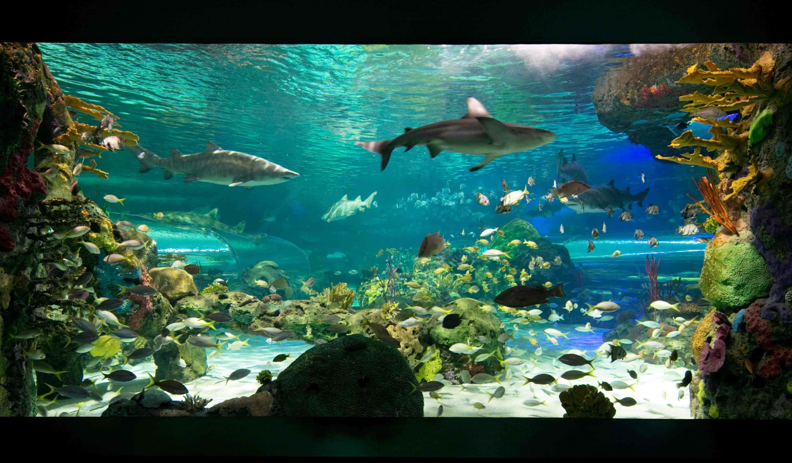 Ripley’s Aquarium, underwater world, sharks, 2K Desktop Wallpaper