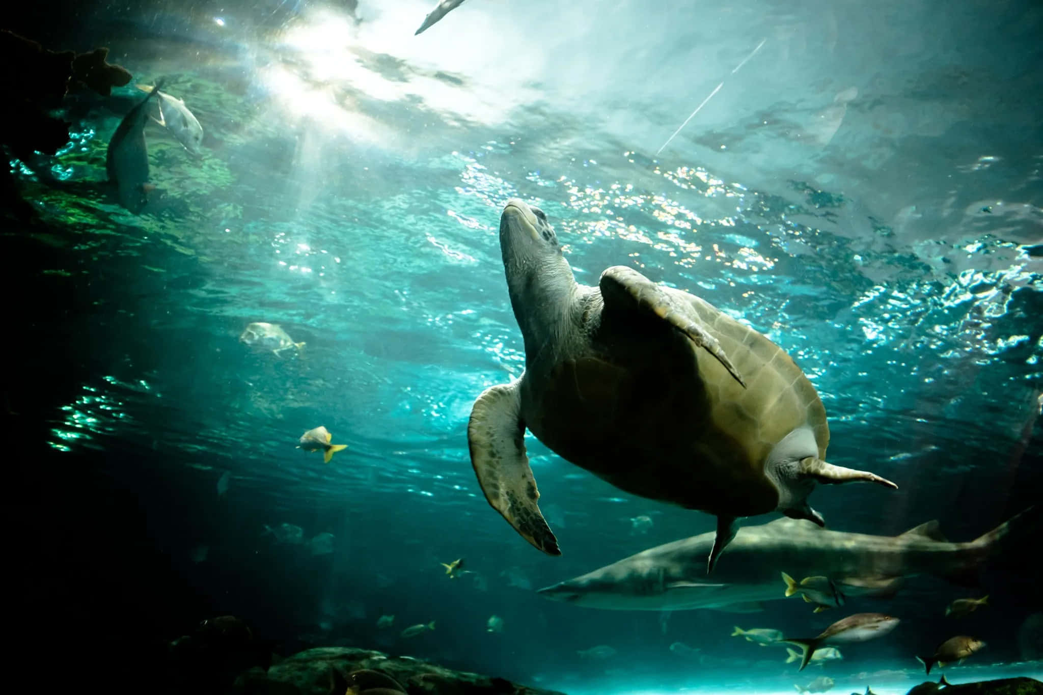 Ripley’s Aquarium, sea turtle, turquoise waters, Full HD Desktop Wallpaper