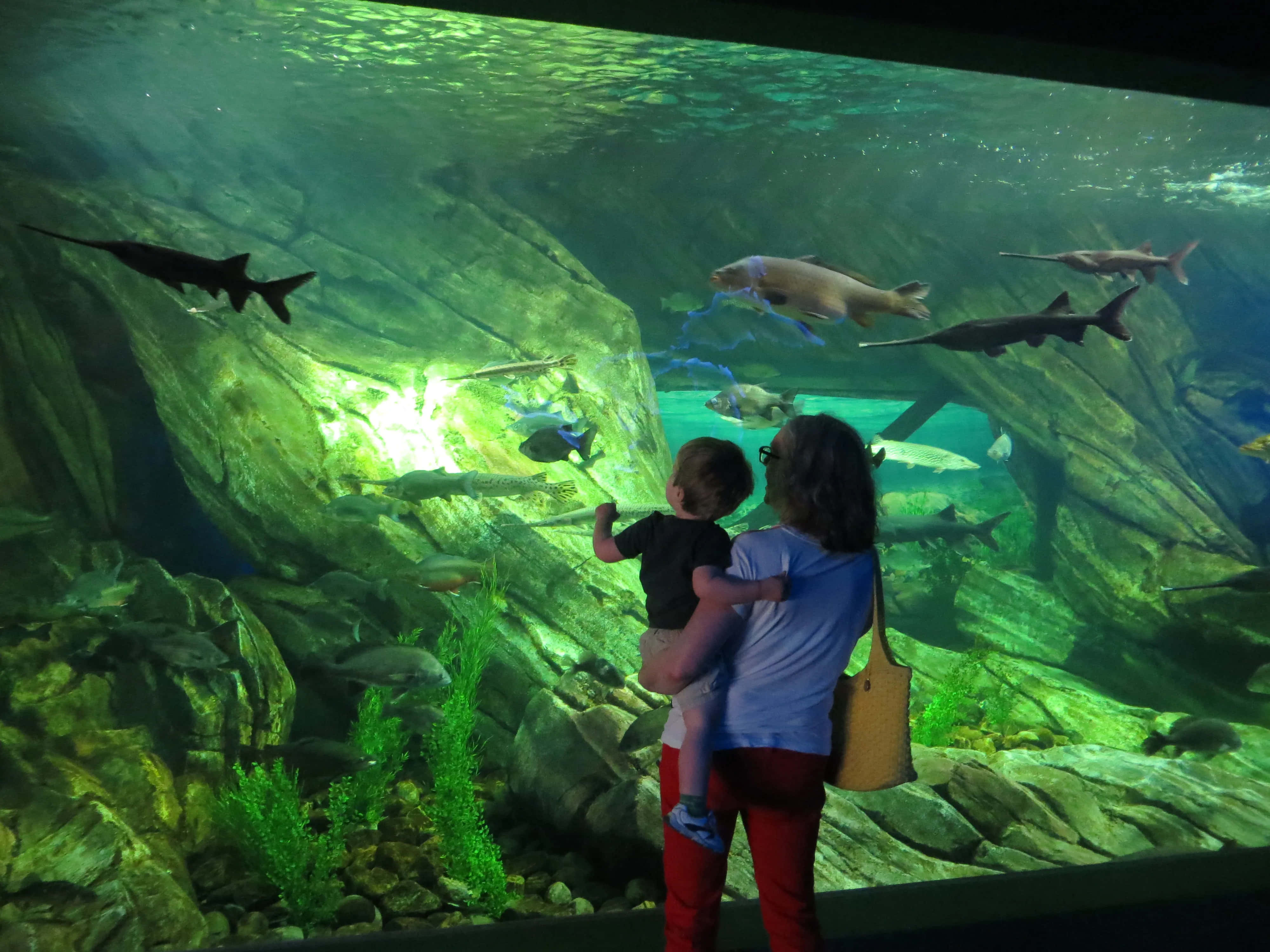 aquarium, sharks, glowing green fish, 4K Desktop Wallpaper