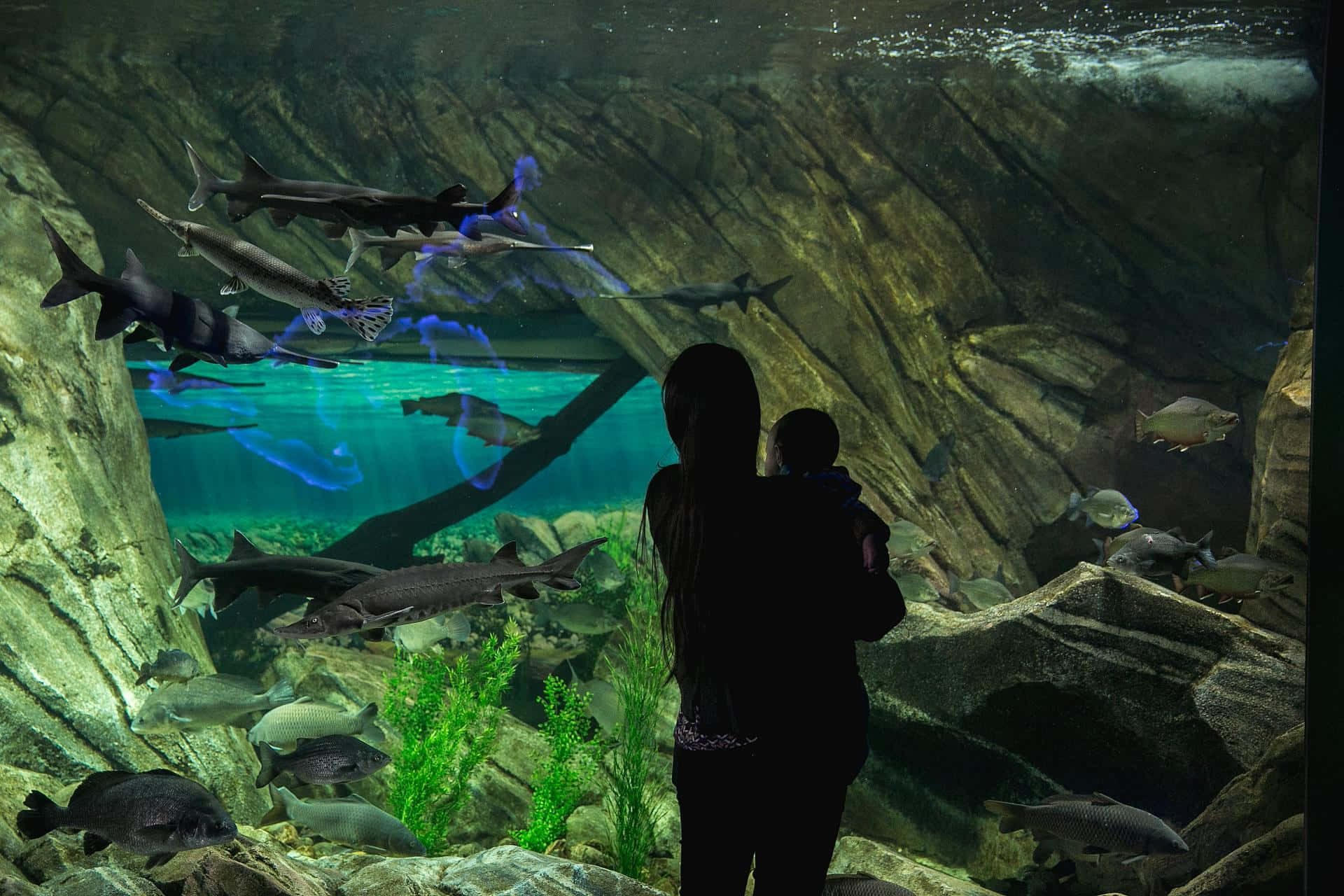mother, child, aquarium, Full HD Desktop Wallpaper