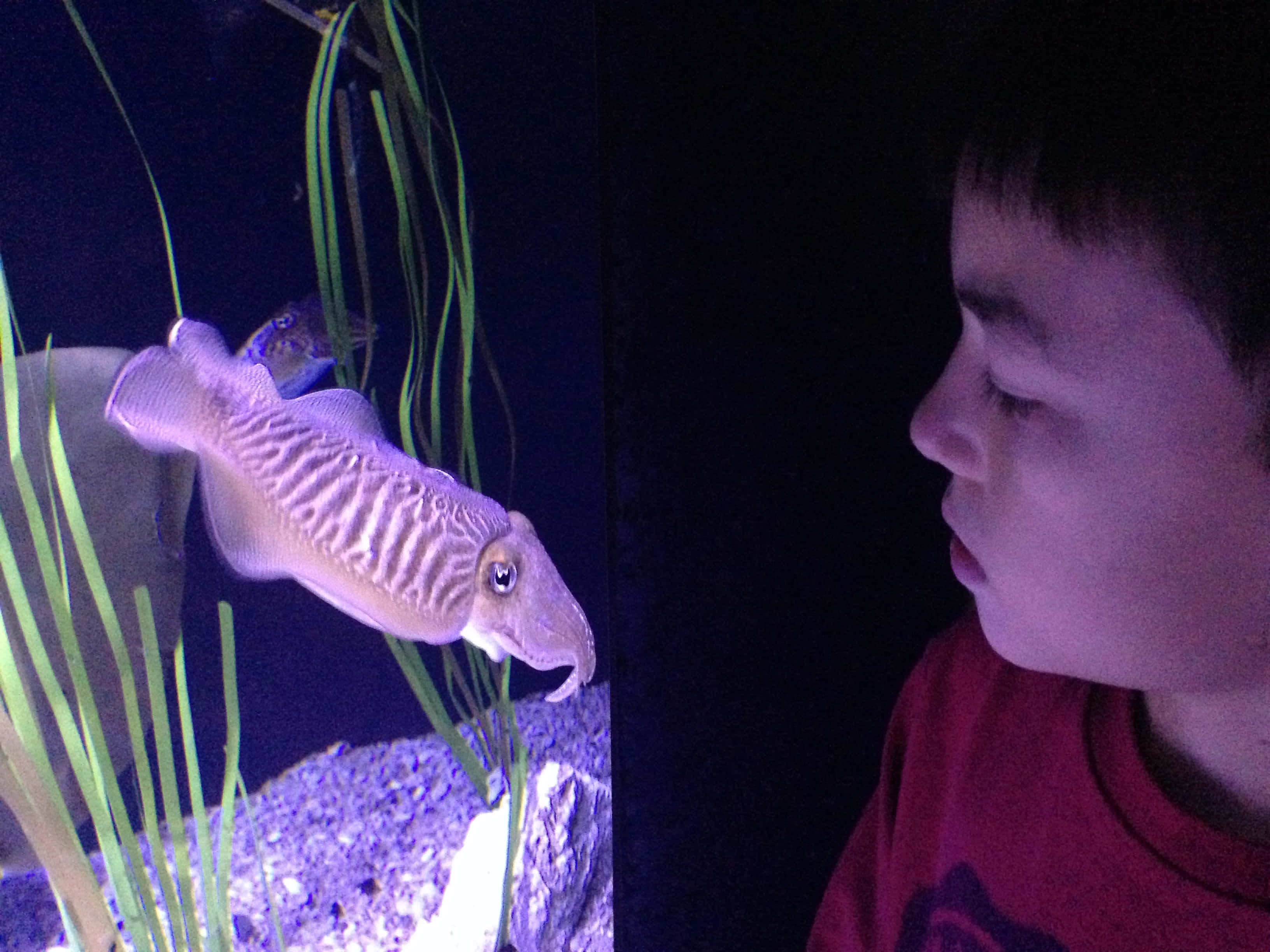 child, cuttlefish, aquarium, 2K Desktop Wallpaper