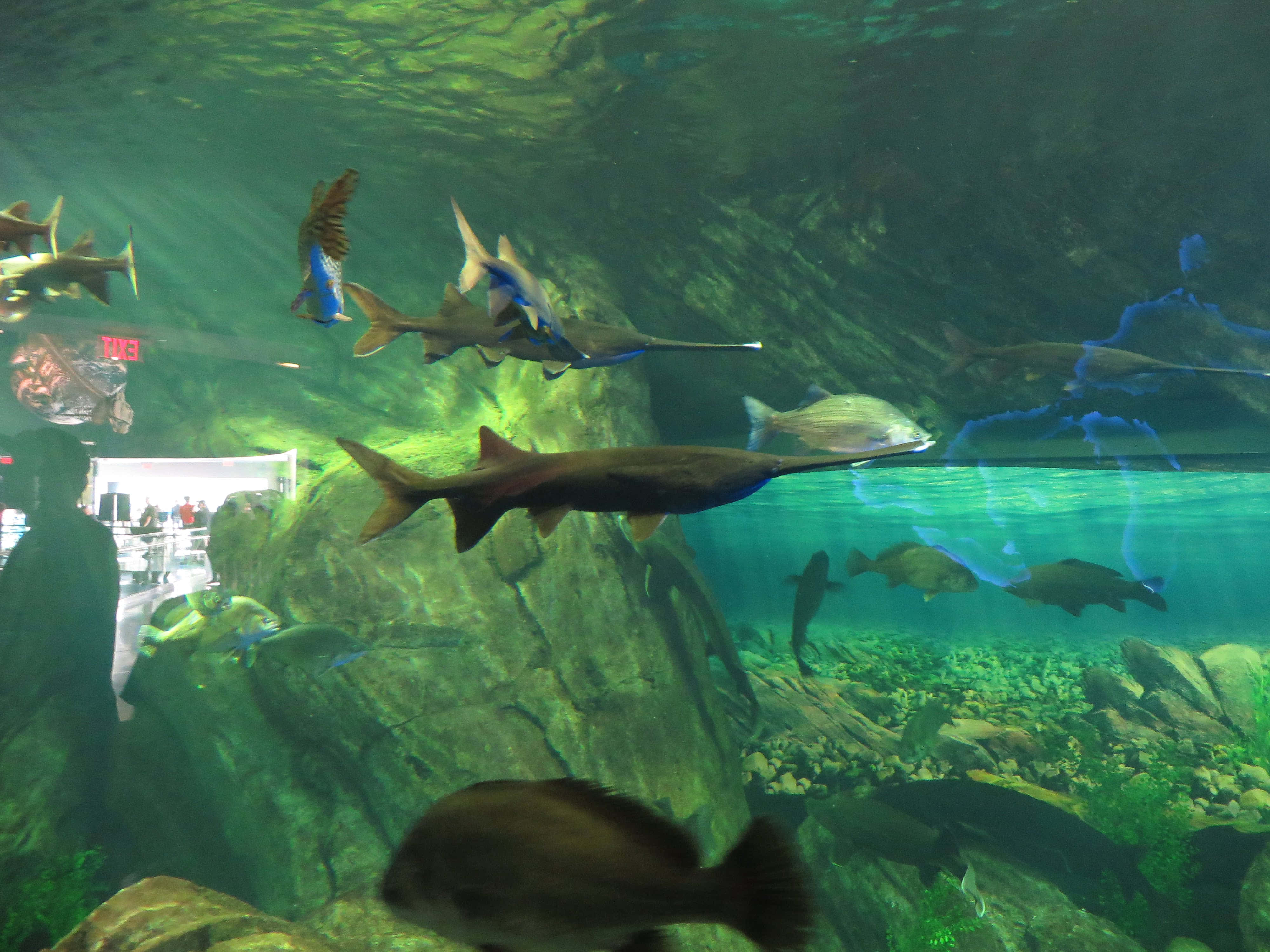Ripley’s Aquarium, aquarium tank, sawfish, 4K Desktop Wallpaper