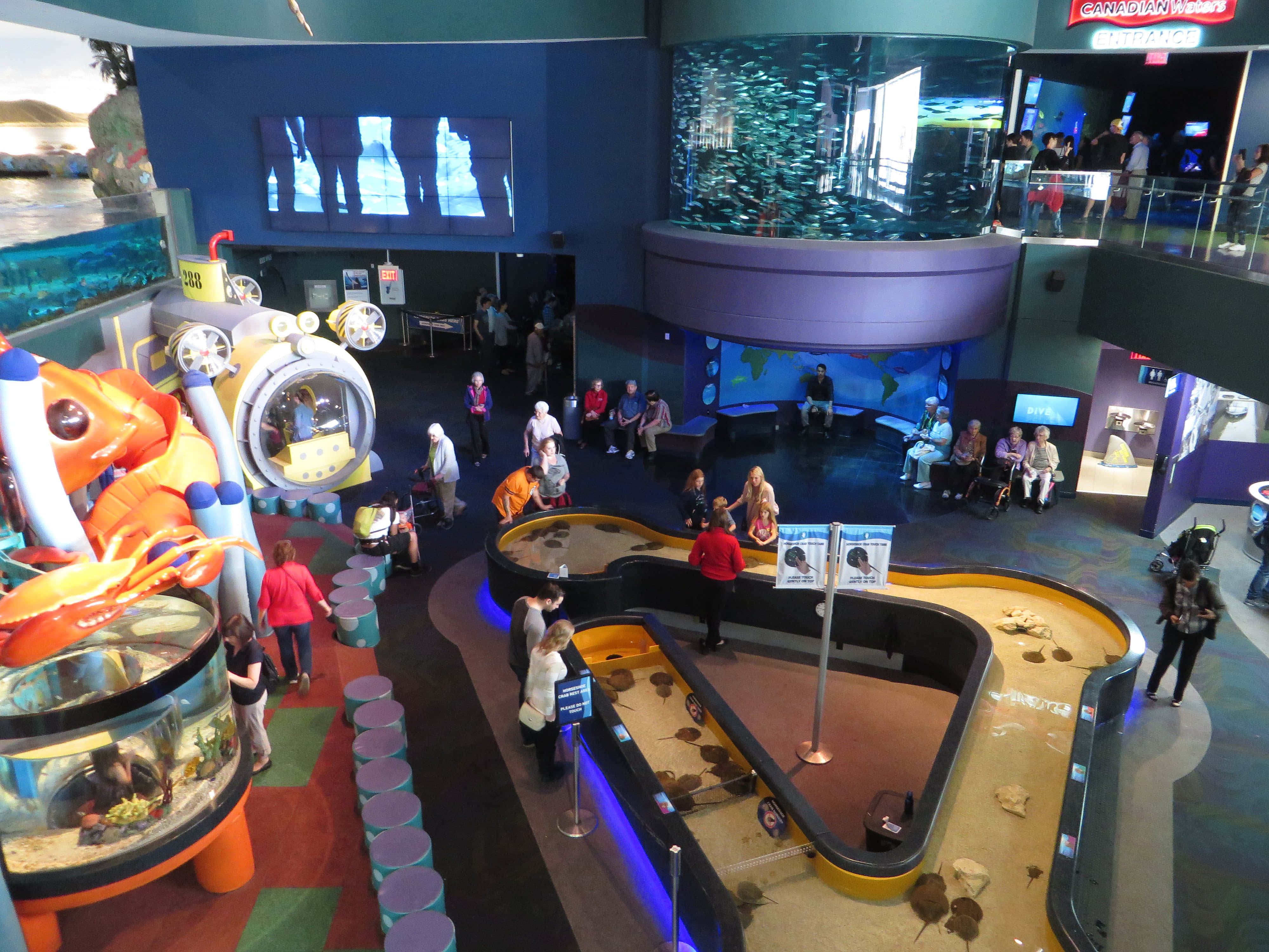Ripley’s Aquarium, interactive zone, stingray touch pool, 4K Desktop Wallpaper