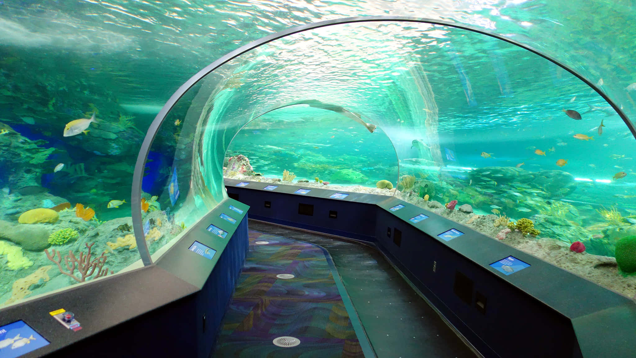 Ripley’s Aquarium, underwater tunnel, curved glass tunnel, Full HD Desktop Wallpaper