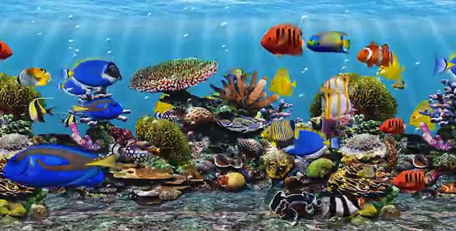 aquarium fish tank, tropical fish, coral reefs, Full HD Desktop Wallpaper