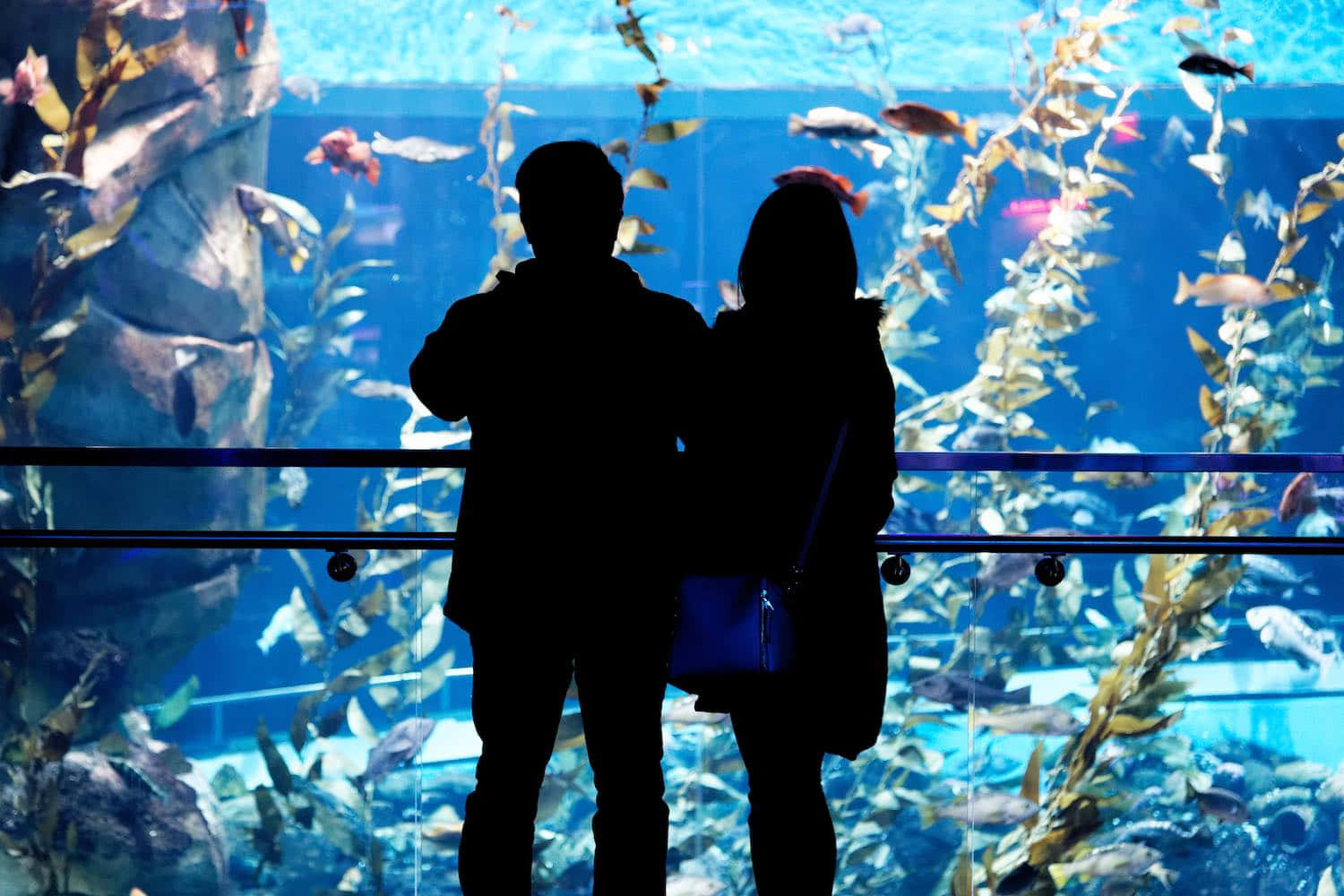 aquarium, colorful fish, swaying kelp, HD Desktop Wallpaper