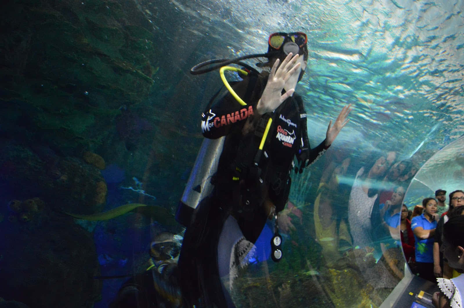 Ripley’s Aquarium, scuba diver, aquarium tunnel, HD Desktop Wallpaper