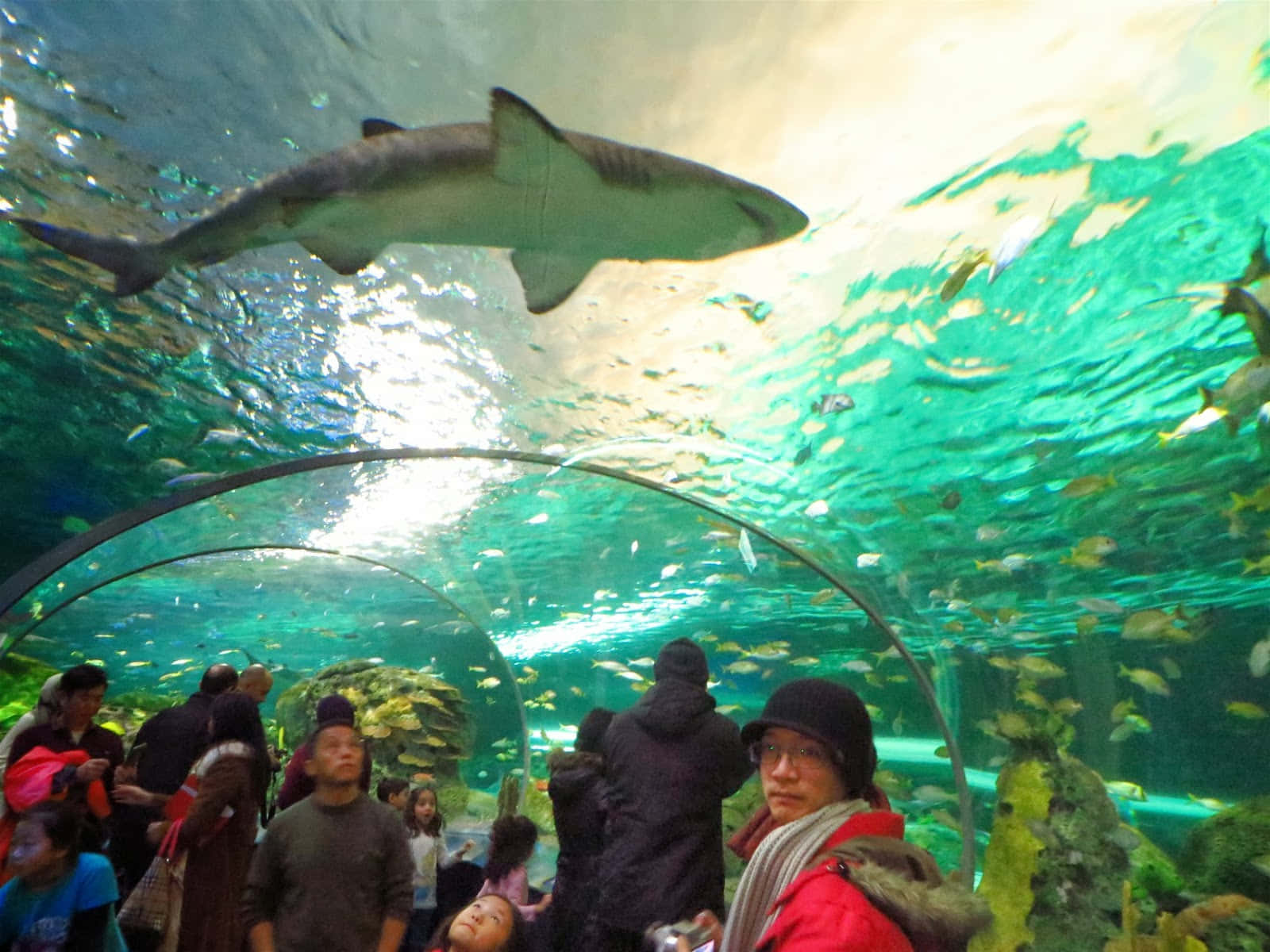 shark, underwater tunnel, schools of fish, HD Desktop Wallpaper