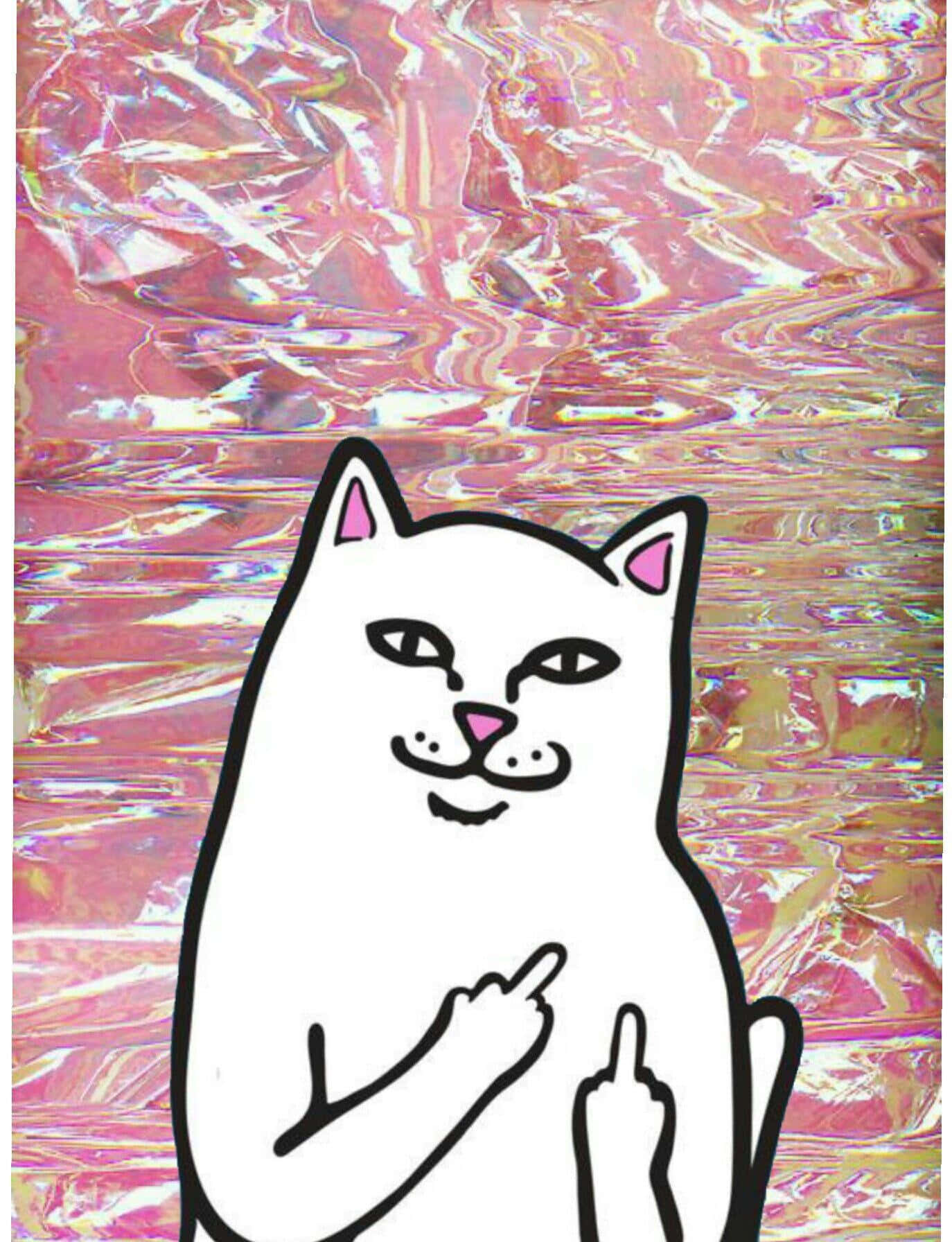 white cat, pink ears, pink nose, HD Phone Wallpaper