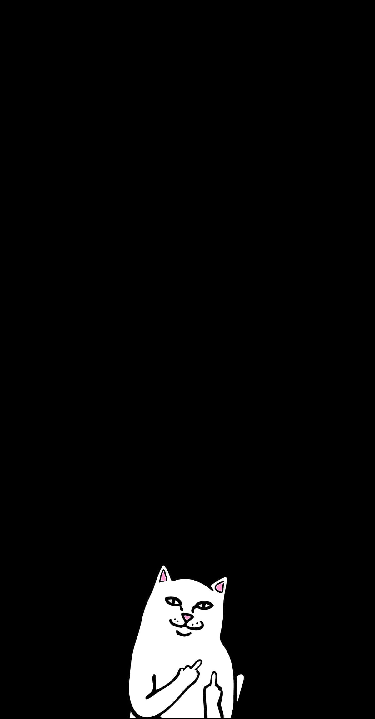 white cat, black background, pink inner ears, Full HD Phone Wallpaper