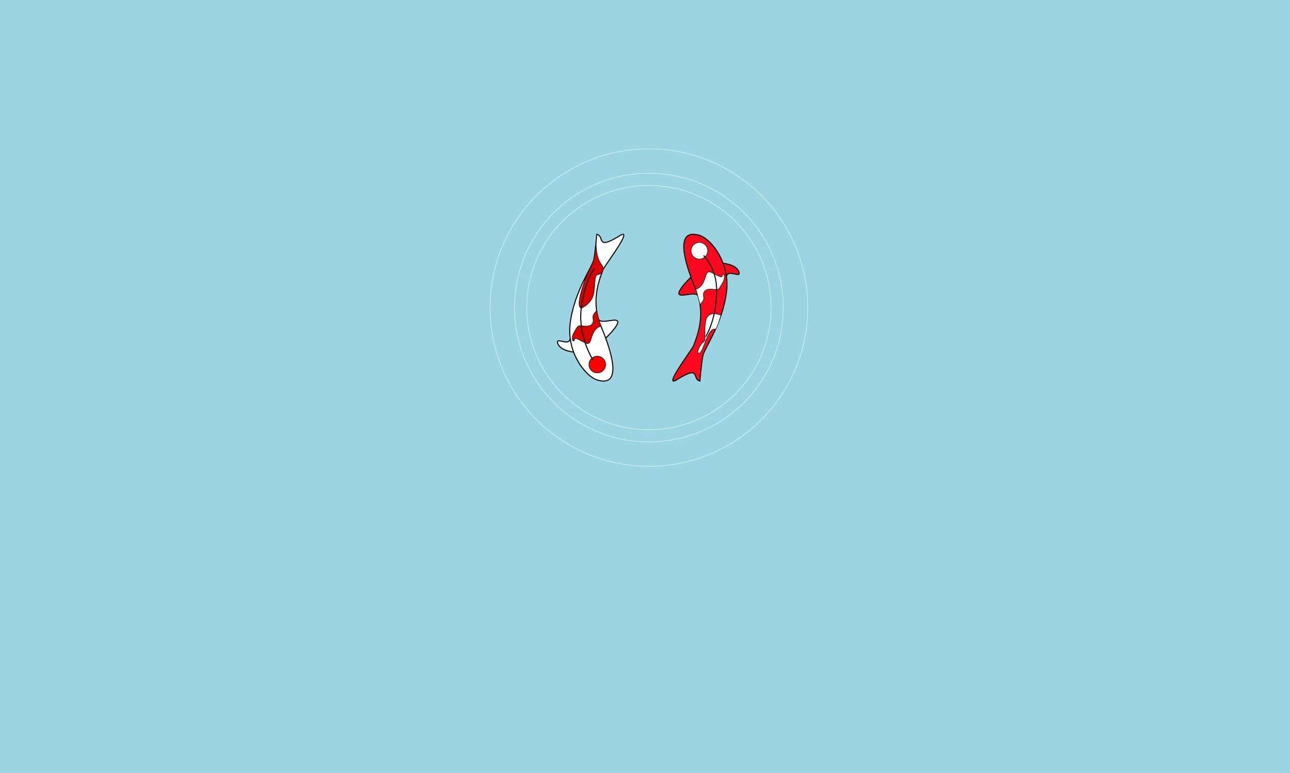 RIPNDIP, red and white koi fish, concentric circles, Full HD Desktop Wallpaper