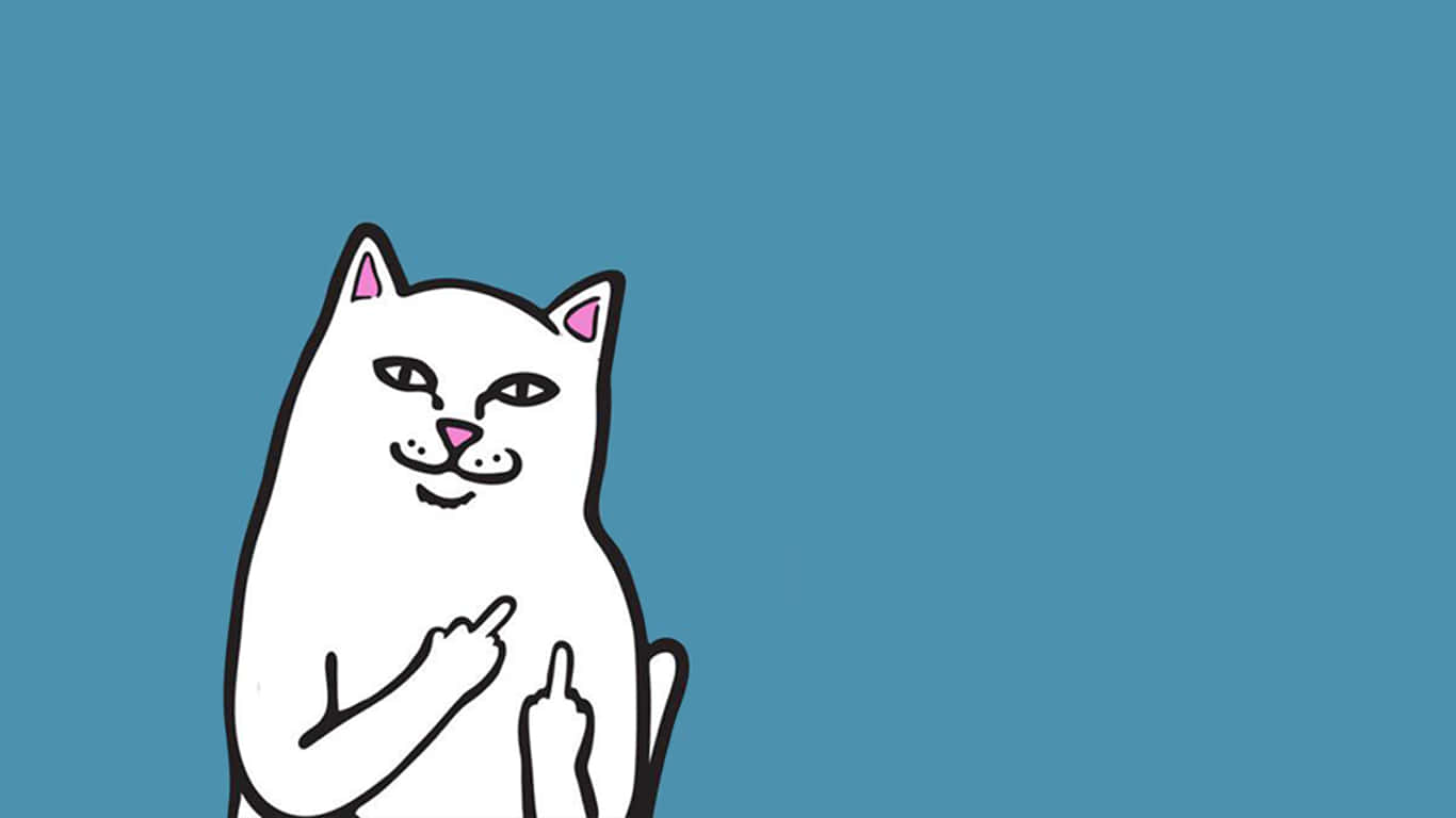 white cat, pink inner ears, pink nose, HD Desktop Wallpaper