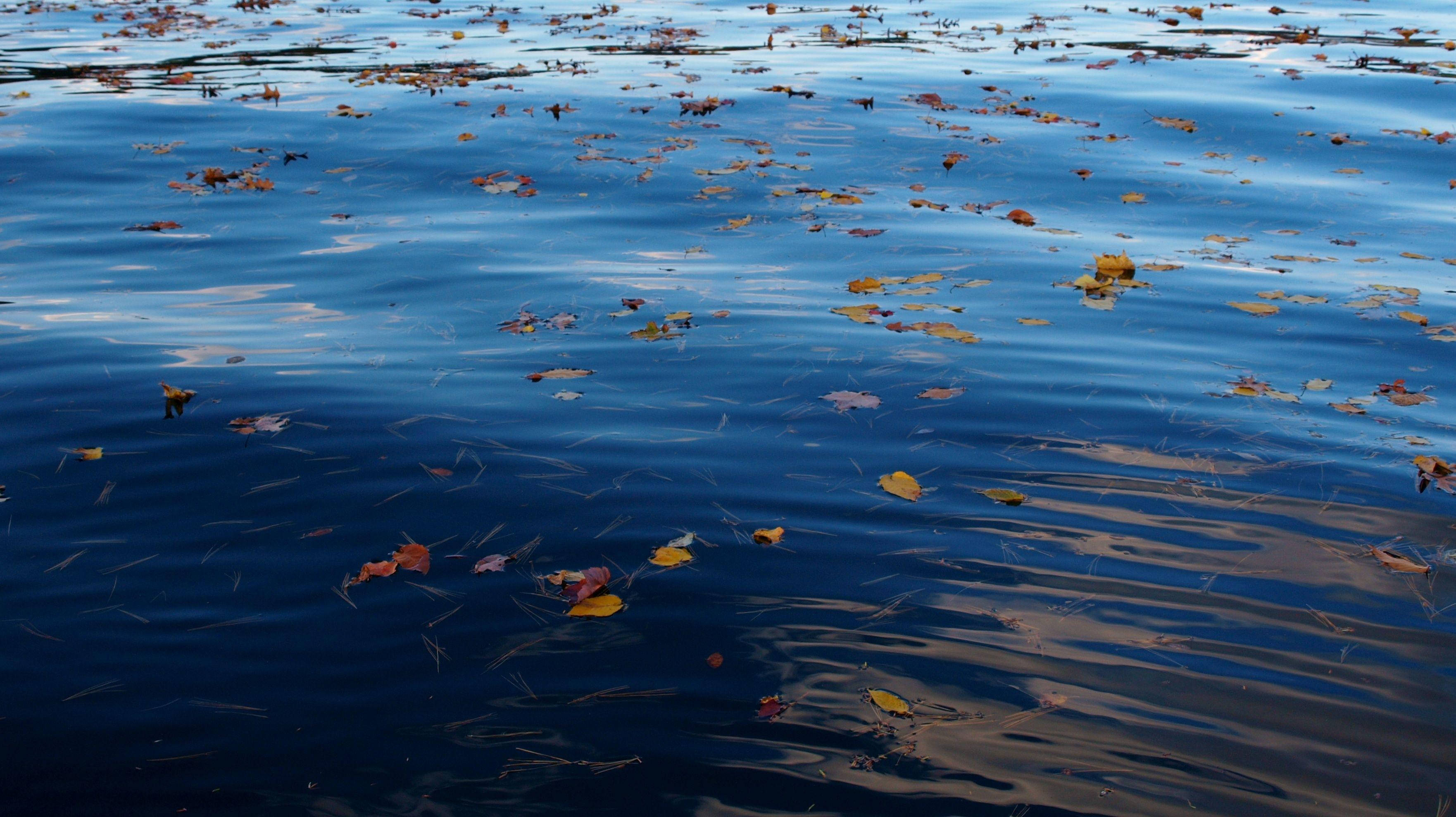 ripping water, autumn leaves, calm blue water, 2K Desktop Wallpaper