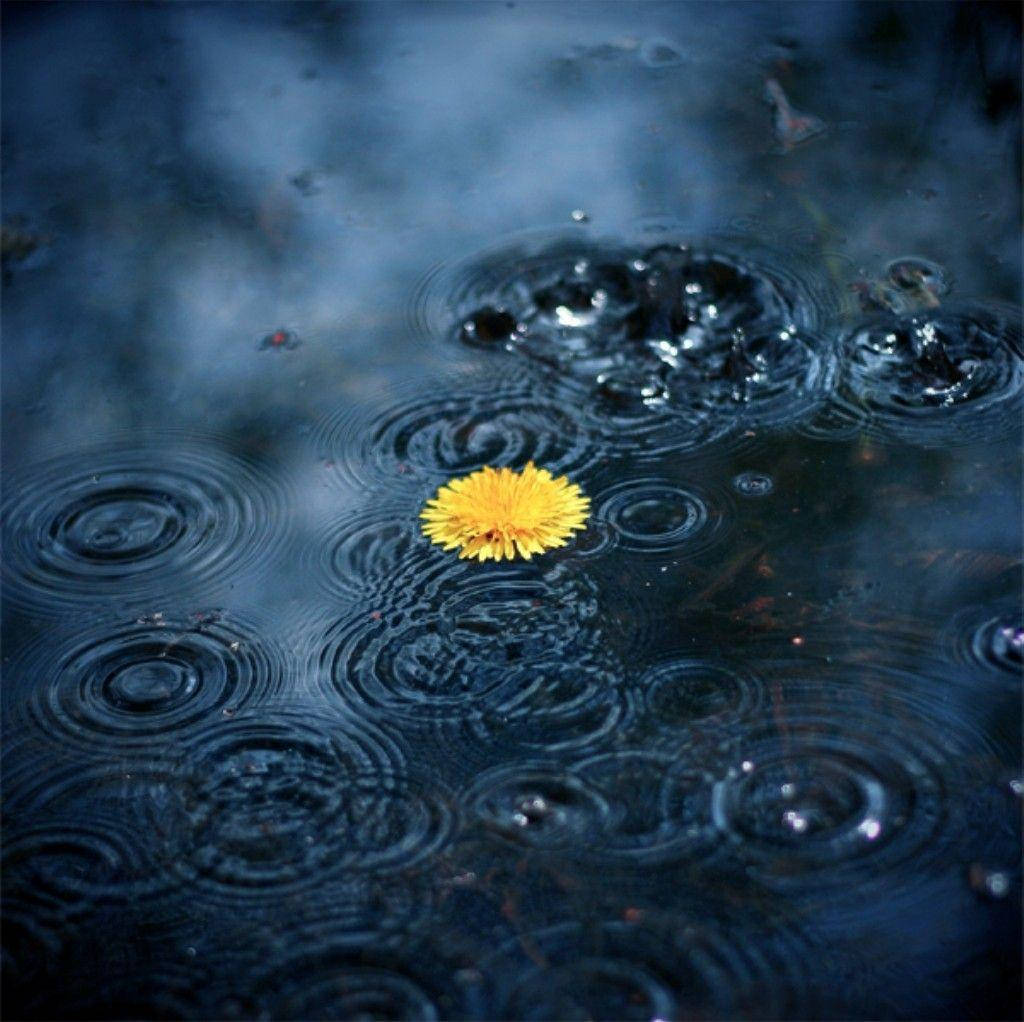 rain droplets, bright yellow dandelion, dark rippling water, SD Desktop Wallpaper