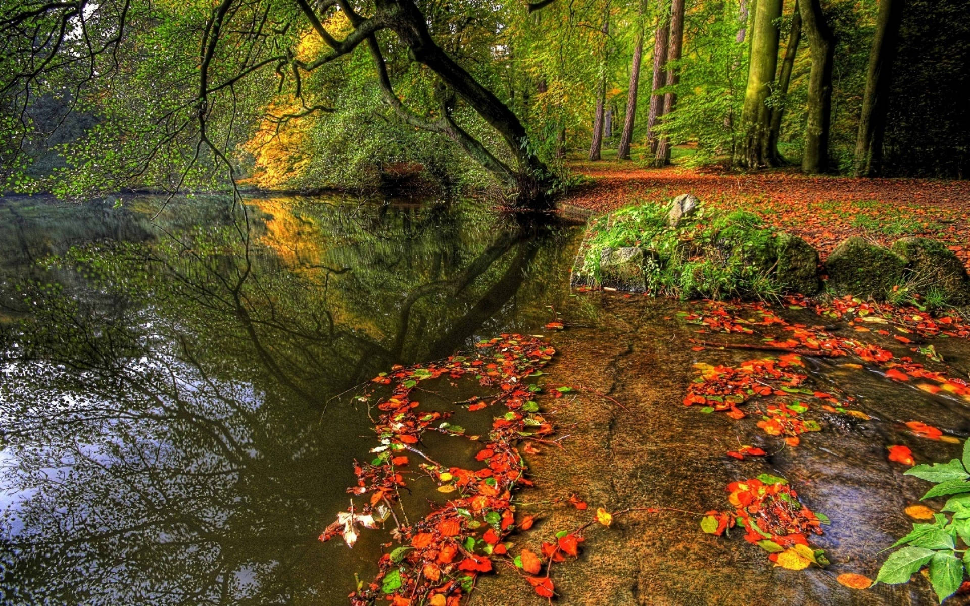 Leaning Tree, riverside, autumn forest, Full HD Desktop Wallpaper