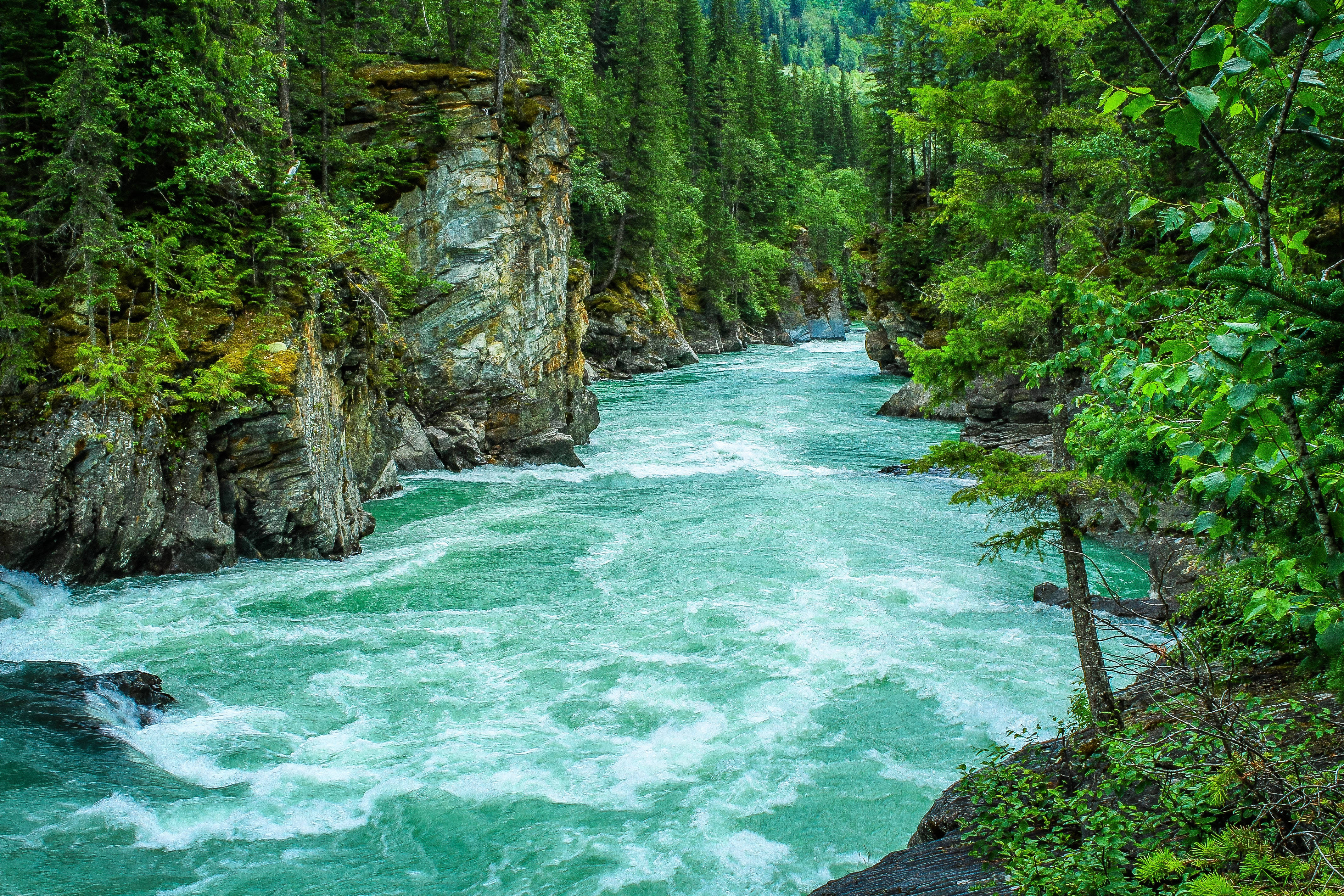 tree covered riverside cliffs, vibrant turquoise river, lush green forest canyon, 4K Desktop Wallpaper