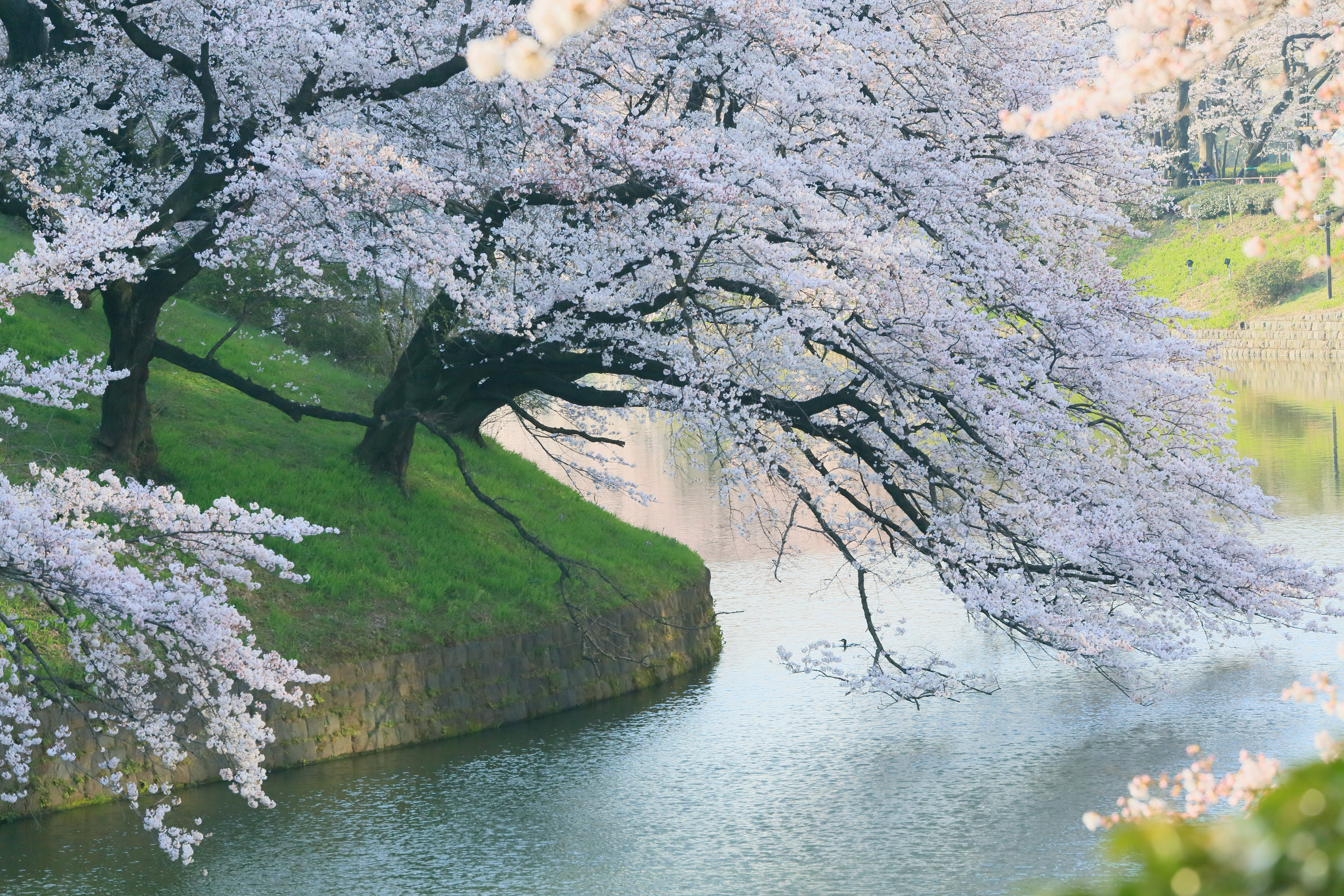spring cherry blossoms, riverside, calm river, 5K Desktop Wallpaper
