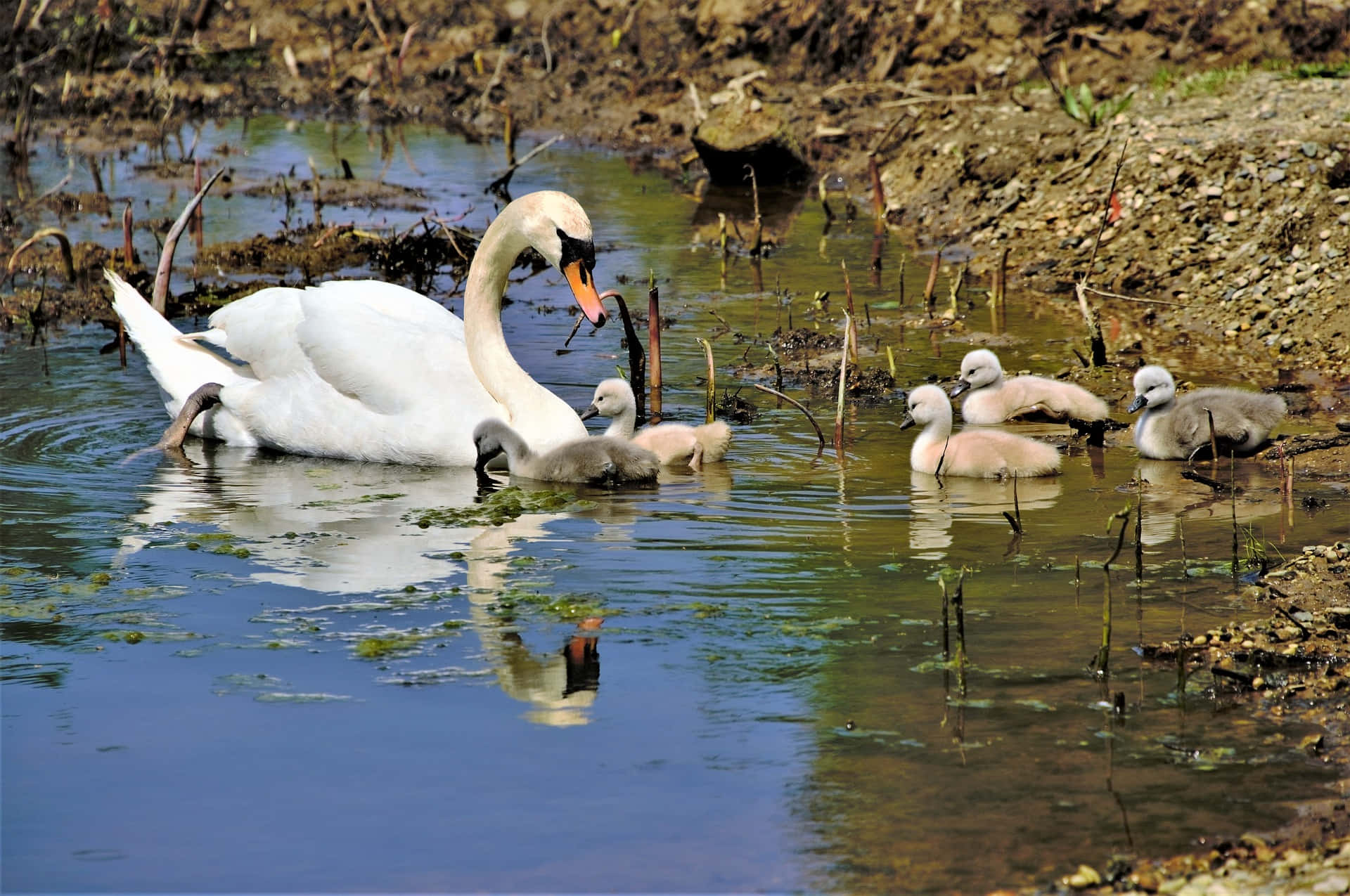 mute swan, cygnets, riverside, Full HD Desktop Wallpaper