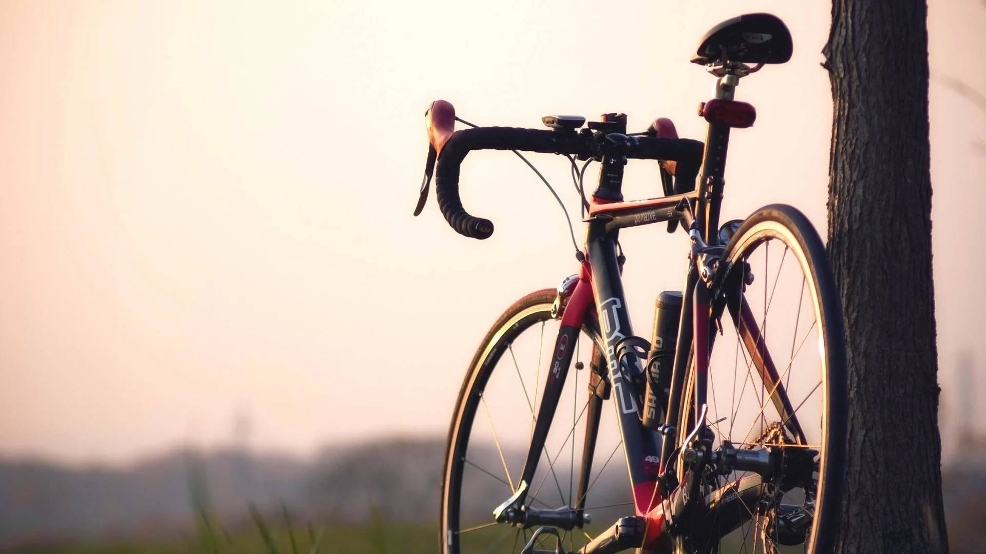 road bike, tree trunk, golden hour, Full HD Desktop Wallpaper