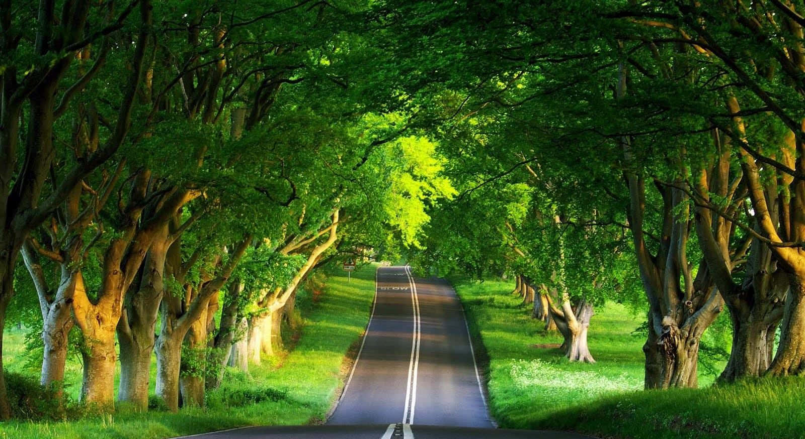 winding asphalt road, lush green forest canopy, dappled sunlight, HD Desktop Wallpaper