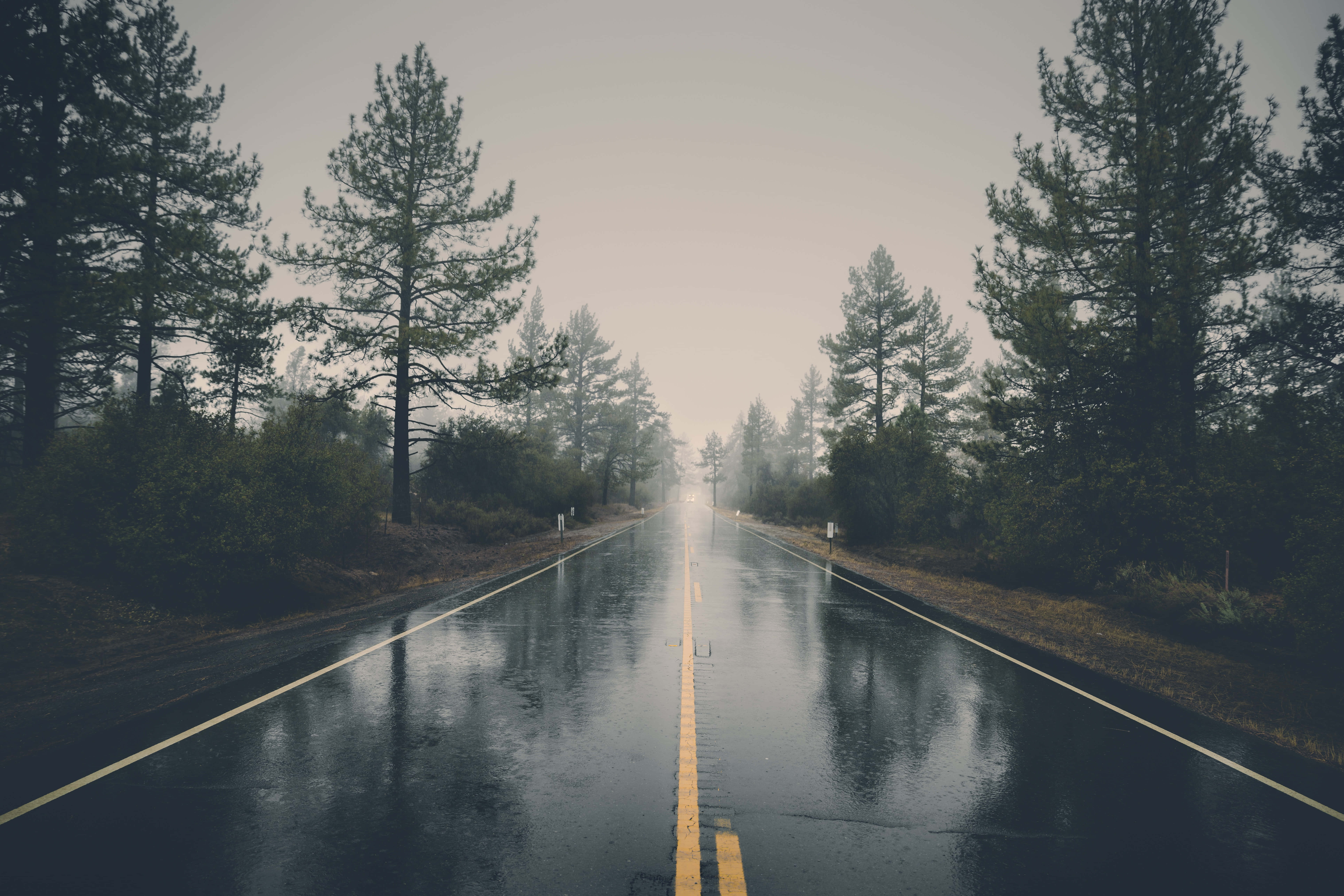 road trip, wet asphalt road, misty forest, 8K Desktop Wallpaper