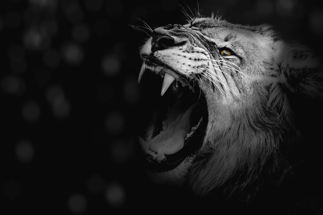 Roaring Lion