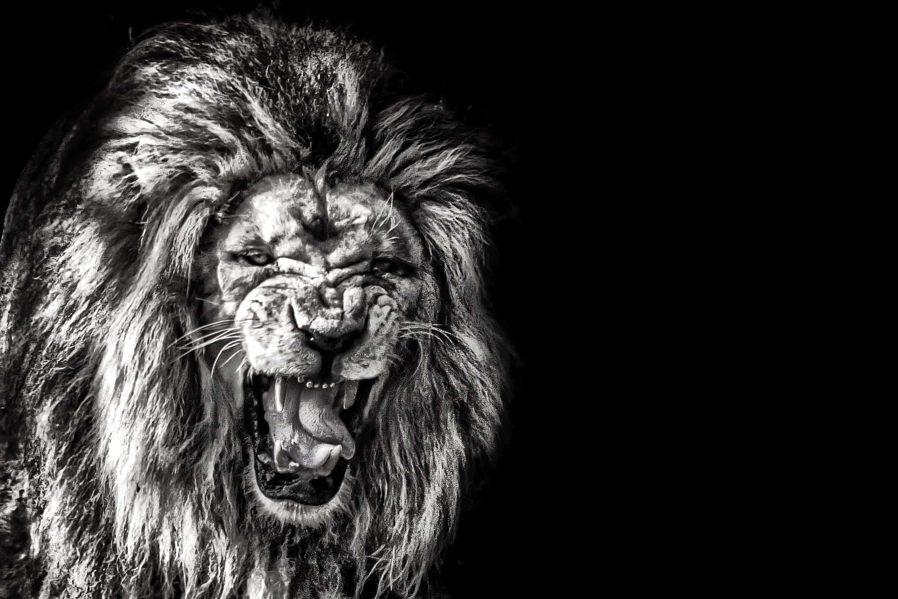 roaring lion, full mane, stark black background, HD Desktop Wallpaper