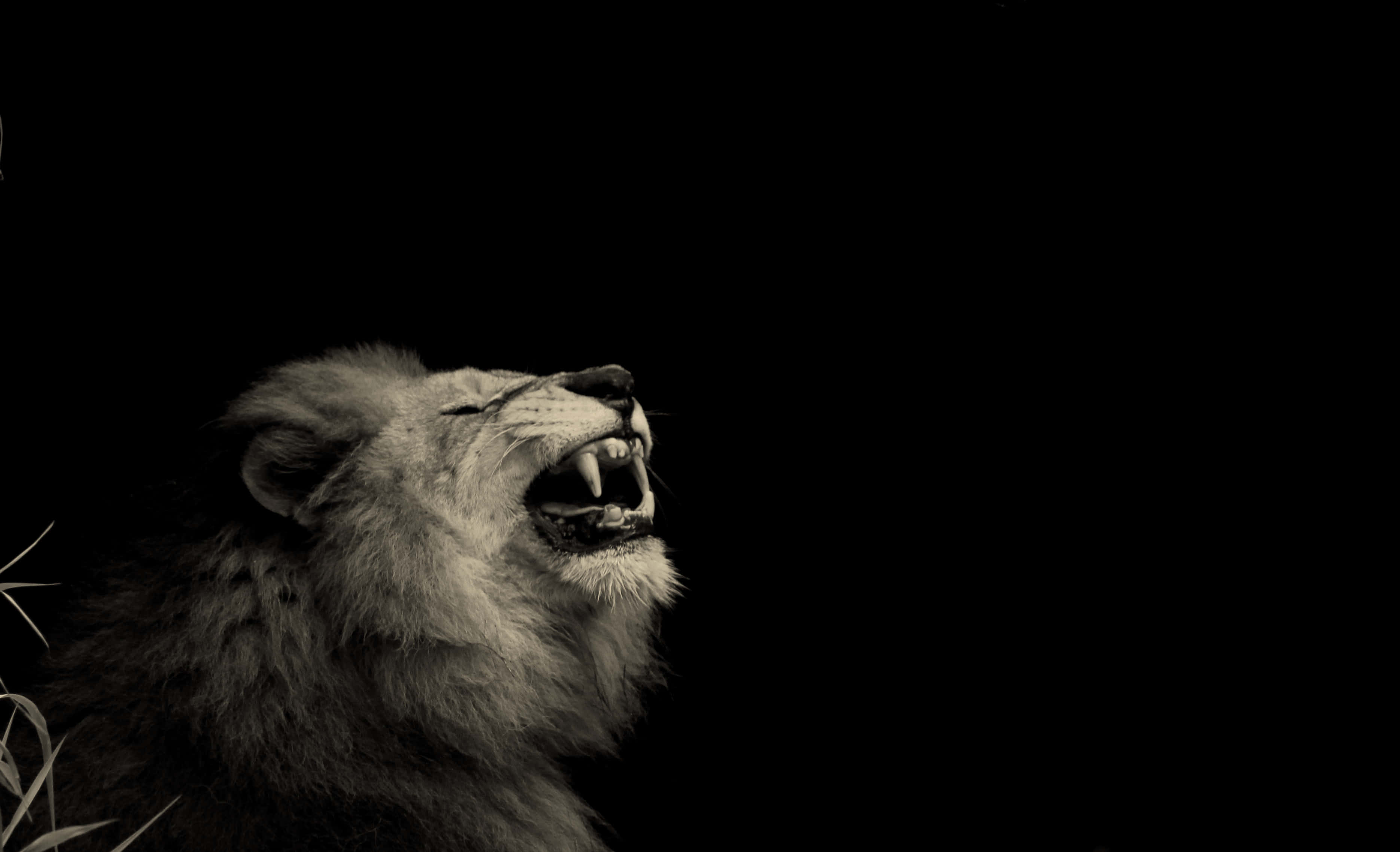 Roaring Lion, stark black background, dramatic lighting, 2K Desktop Wallpaper