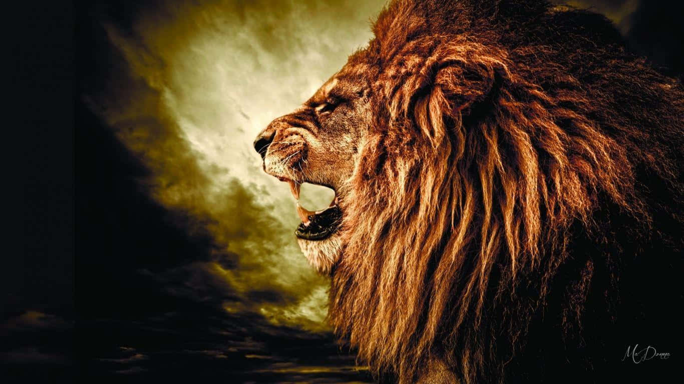 Roaring Lion, golden sky, dark clouds, HD Desktop Wallpaper