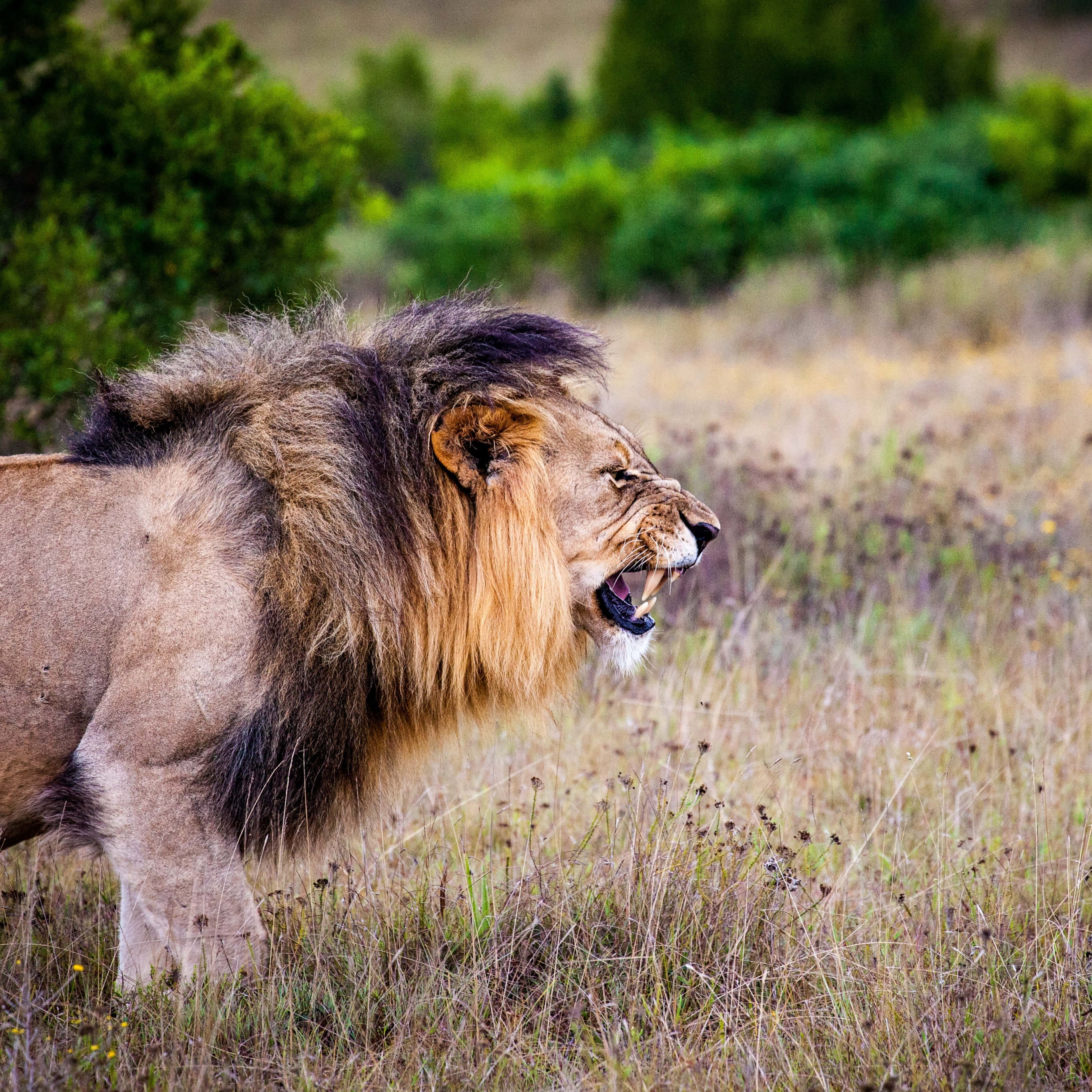 Roaring Lion, savanna, mane, 2K Desktop Wallpaper