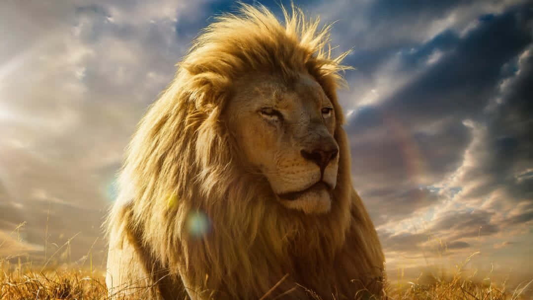 Roaring Lion, golden mane, tall grass, SD Desktop Wallpaper