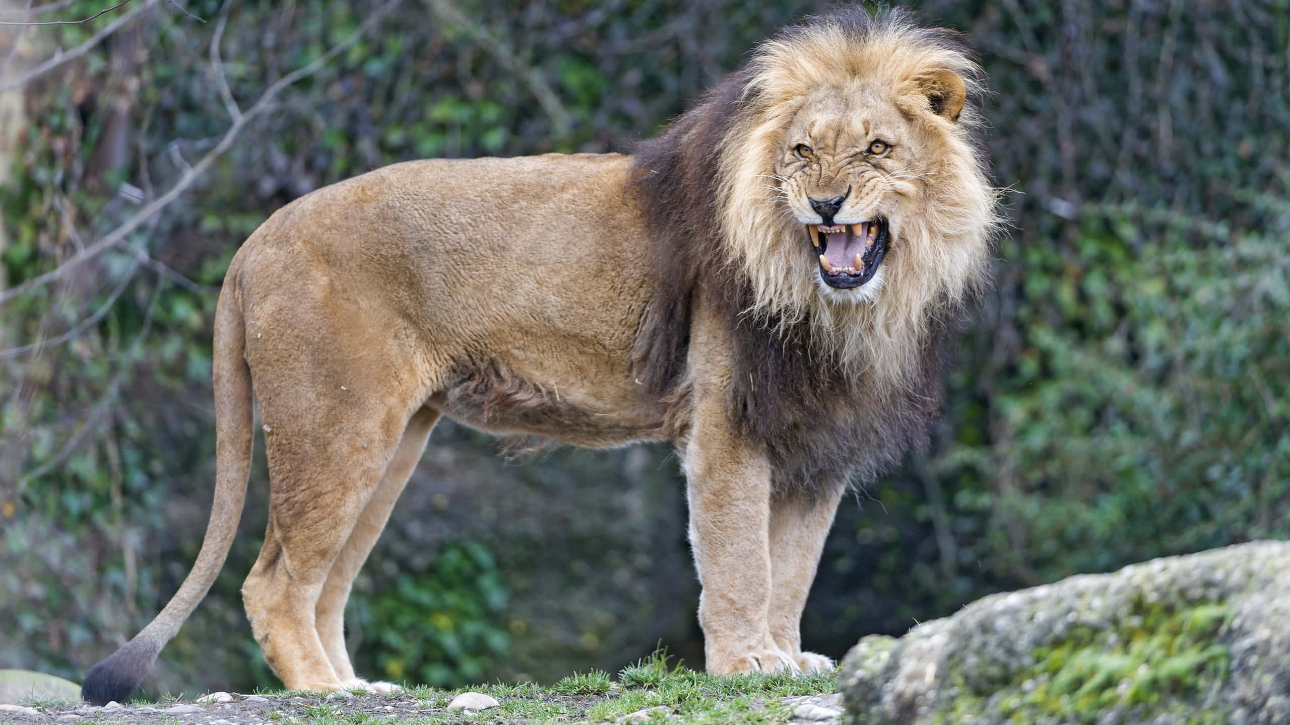 Roaring Lion, majestic male lion, full mane, 2K Desktop Wallpaper