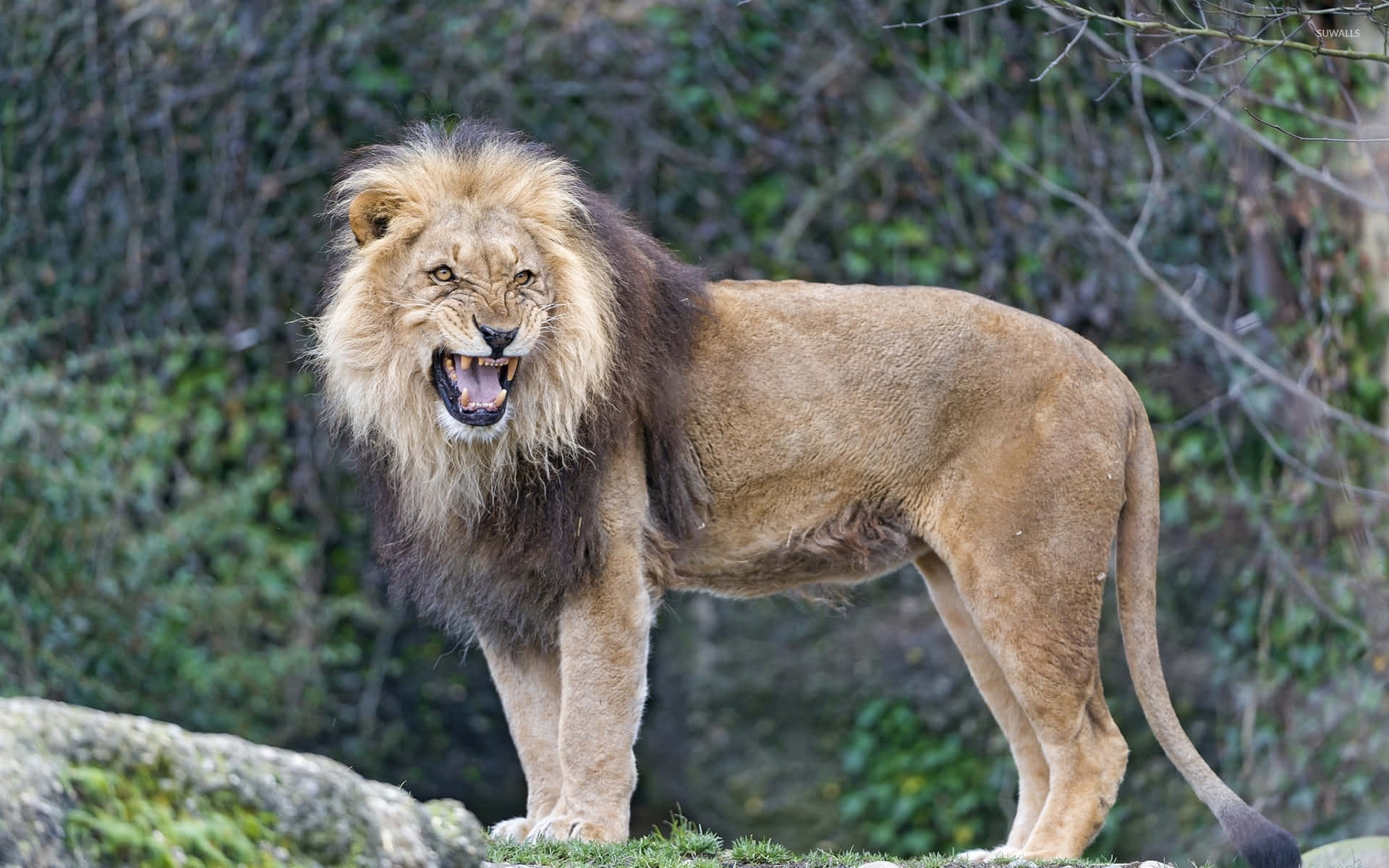 Roaring Lion, male lion, full mane, Full HD Desktop Wallpaper
