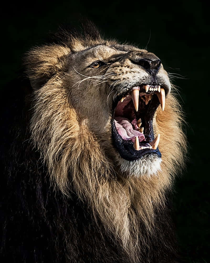 Roaring Lion, majestic male lion, full mouth open, SD Phone Wallpaper