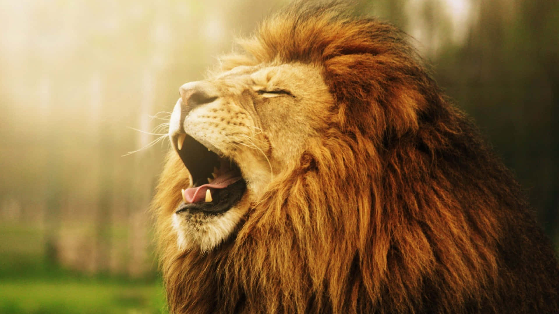 Roaring Lion, golden mane, forest, Full HD Desktop Wallpaper