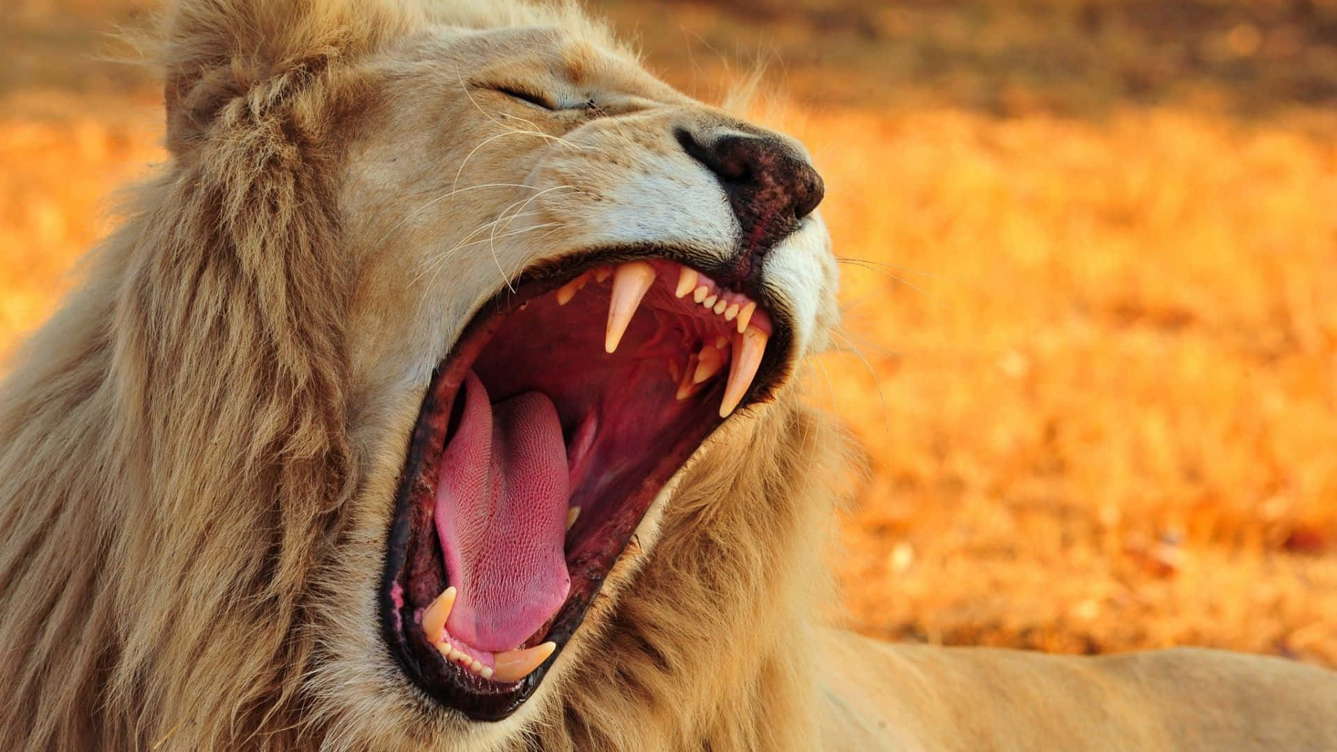 roaring lion, 1920 x 1080, golden savanna grass, Full HD Desktop Wallpaper