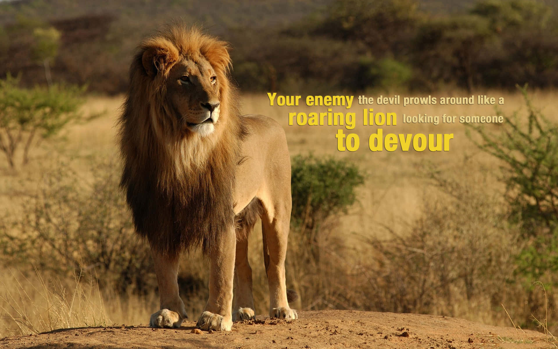 Roaring Lion, 1920 x 1200, golden-hued savanna, Full HD Desktop Wallpaper